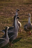 A group of ducks standing on top of a grass covered field