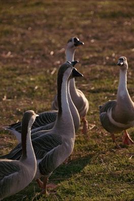 A group of ducks standing on top of a grass covered field