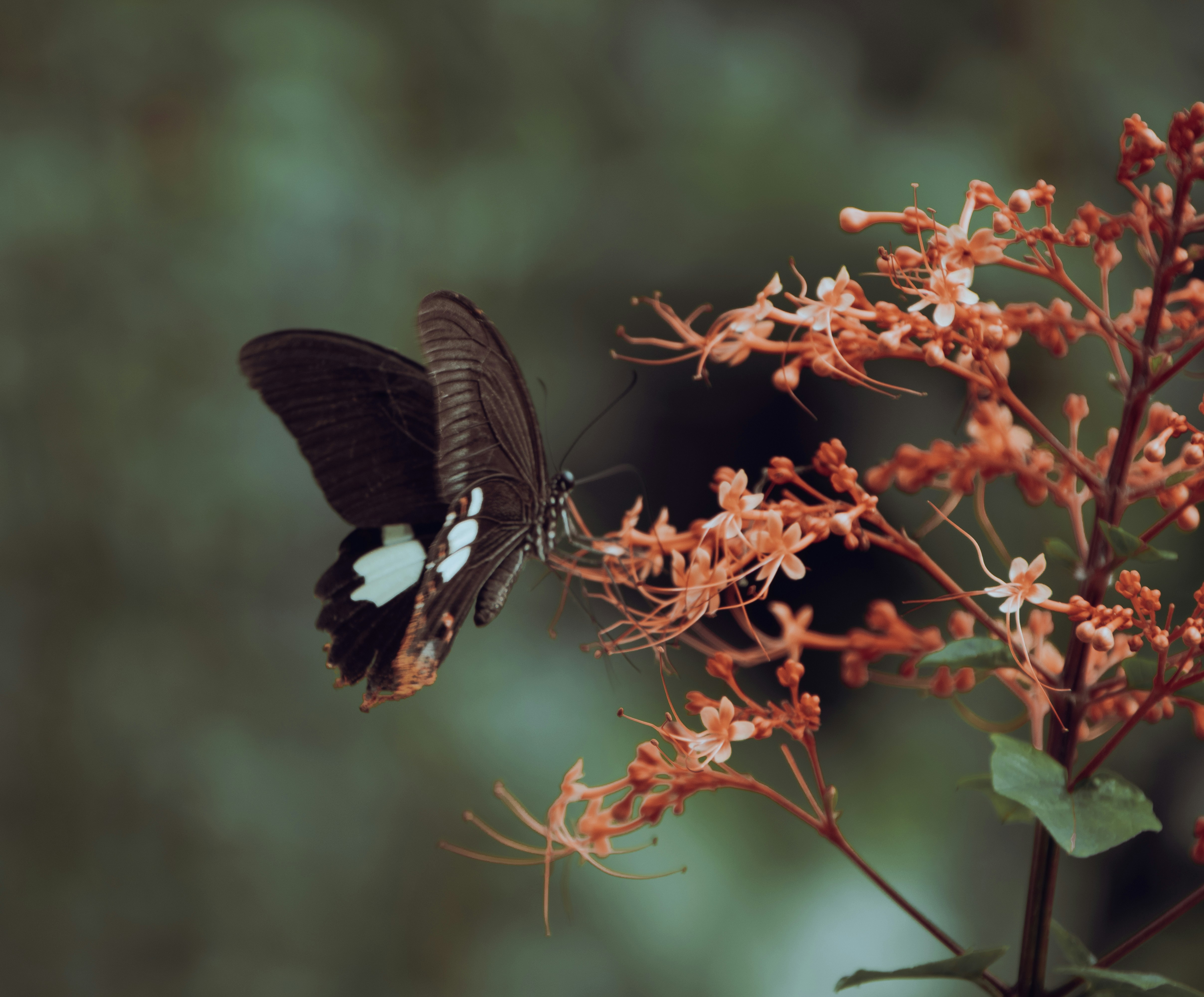 Photo by tavathamo