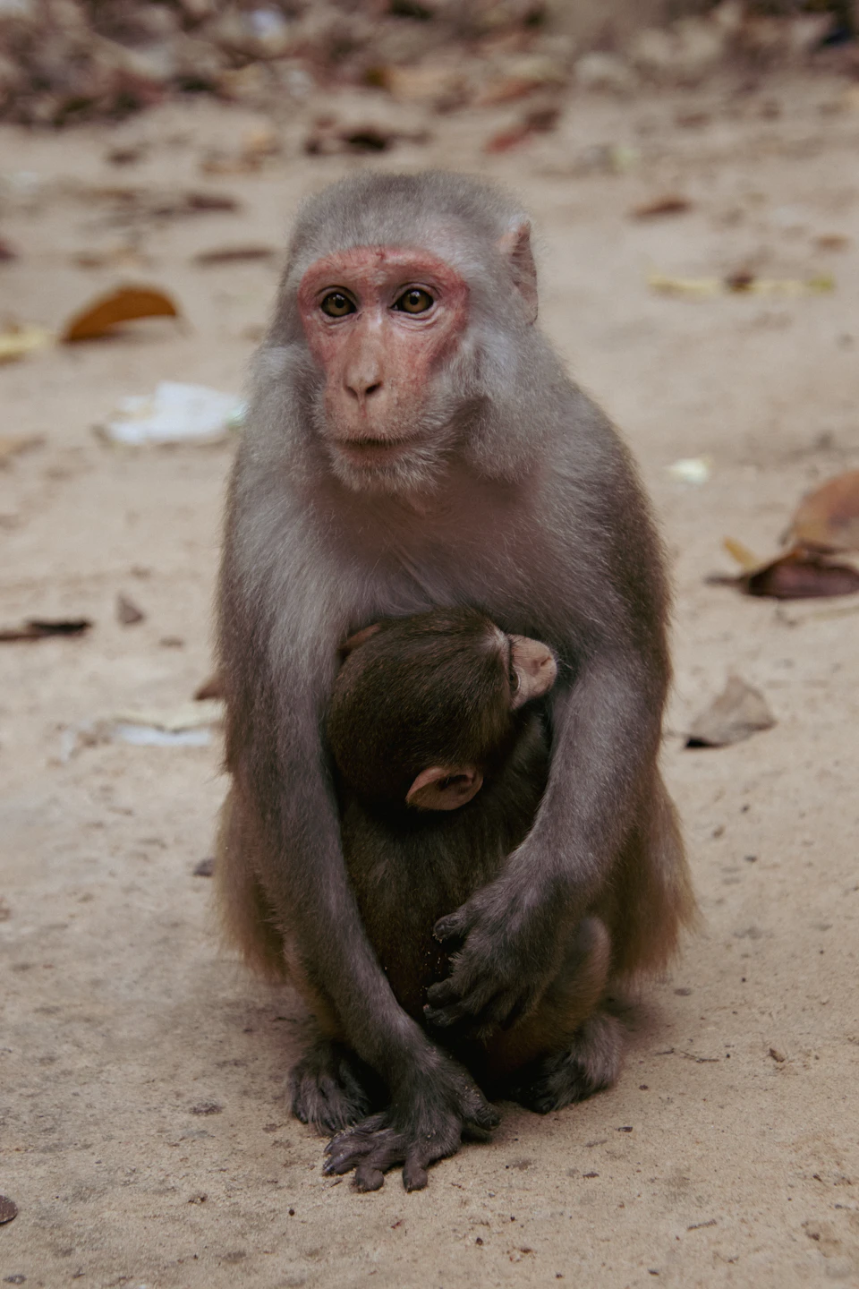 In a natural setting, two monkeys are present - one adult monkey and one baby monkey. The adult monkey is sitting on the ground with its arms crossed over its chest, while the baby monkey is nestled comfortably against it. Both monkeys have brown fur that blends in with the earthy tones of their surroundings.