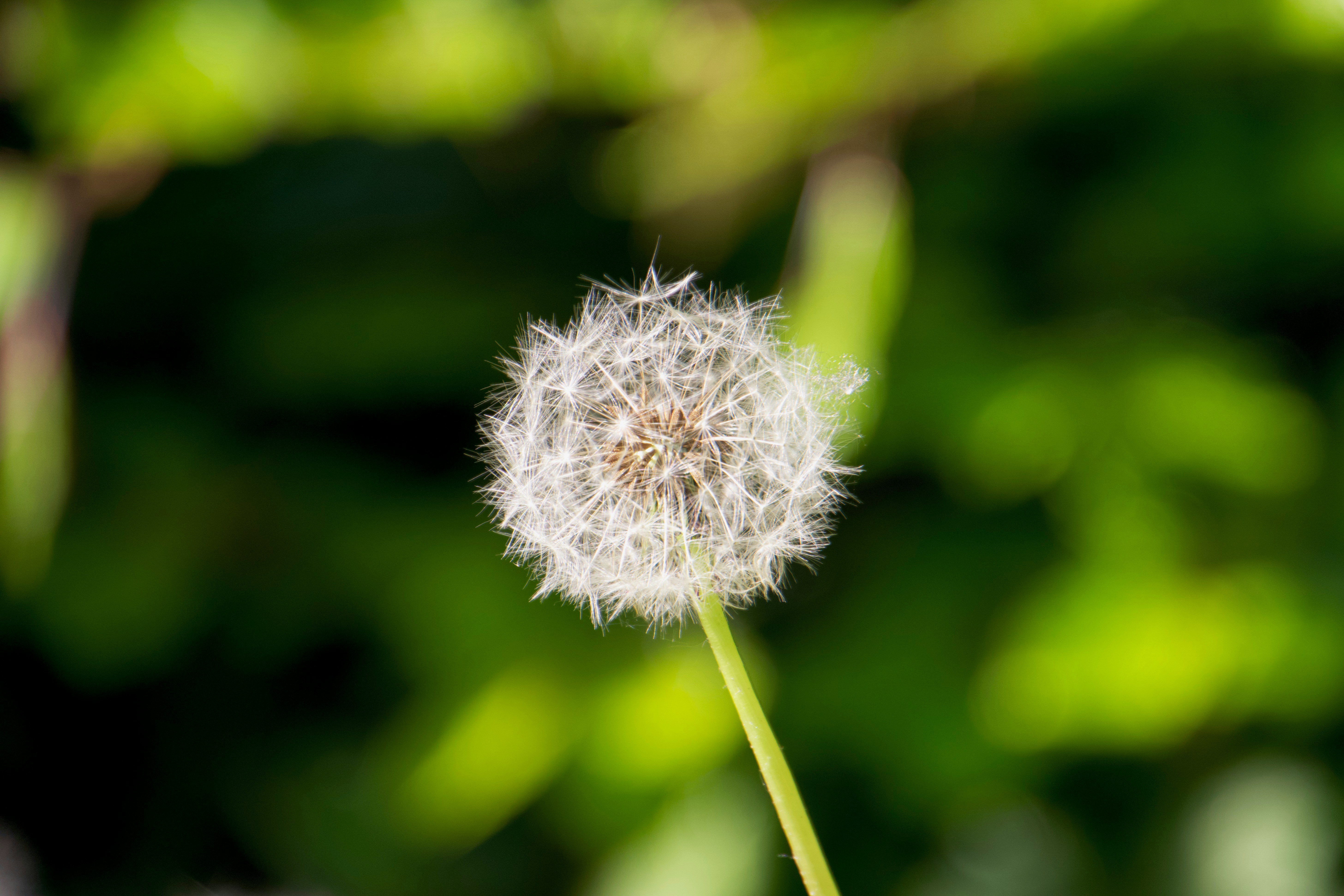 Ein veröffentlichtes Foto
