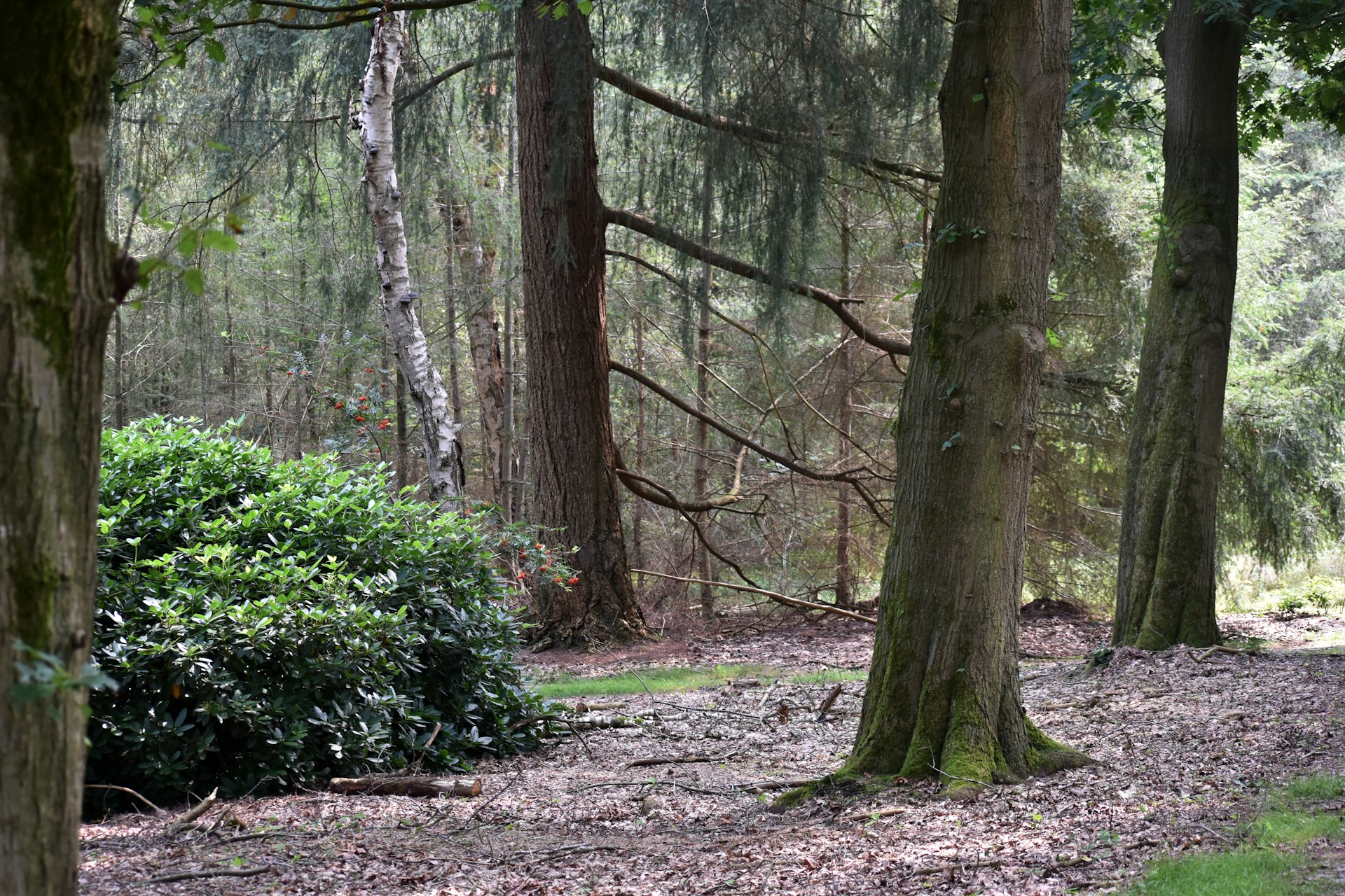 A path through a forest with lots of trees
