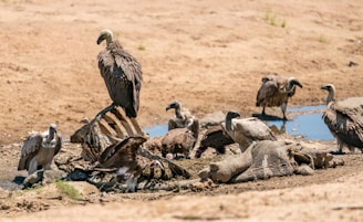 A flock of birds sitting on top of a pile of dead animals