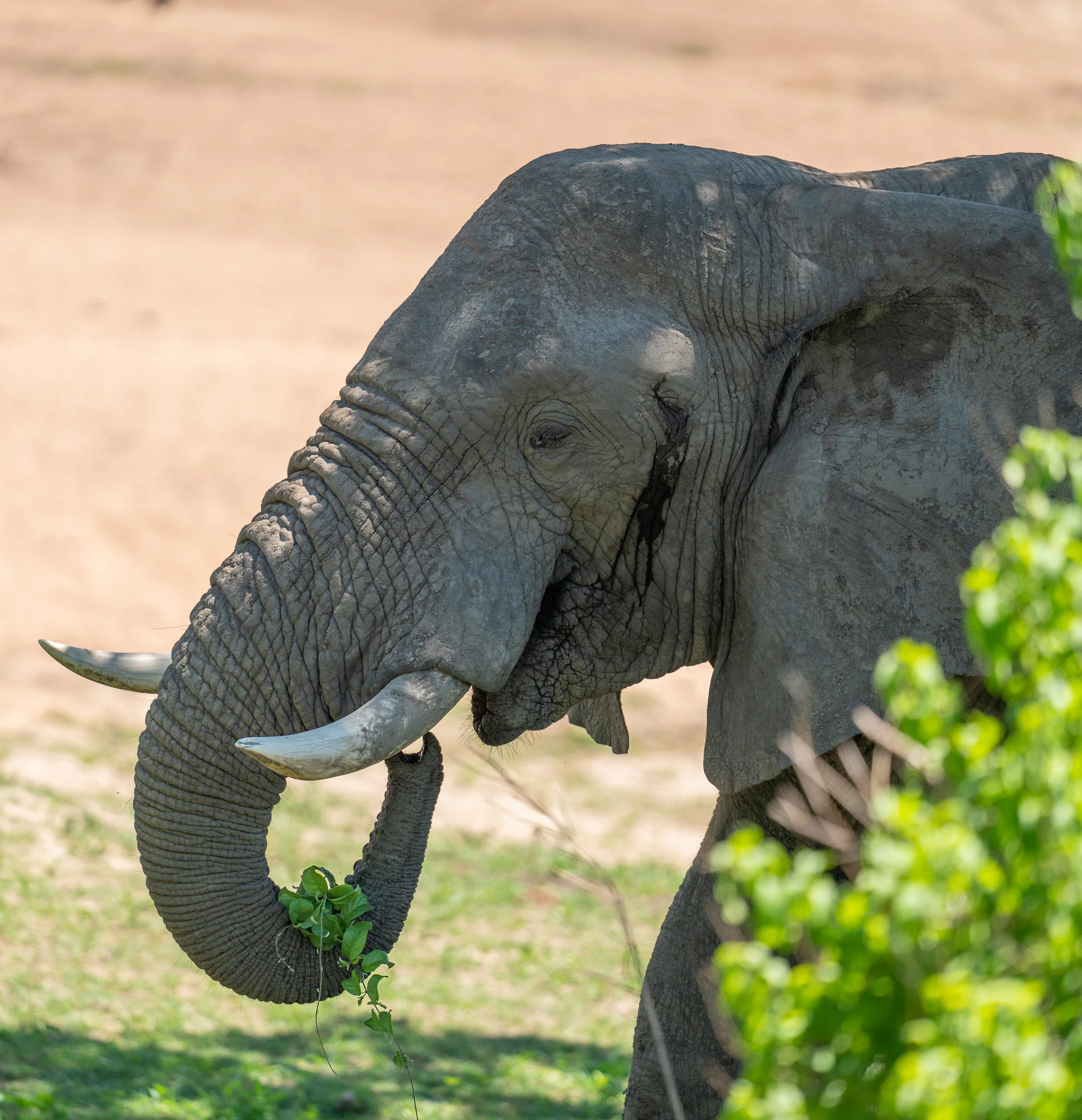 An elephant up close