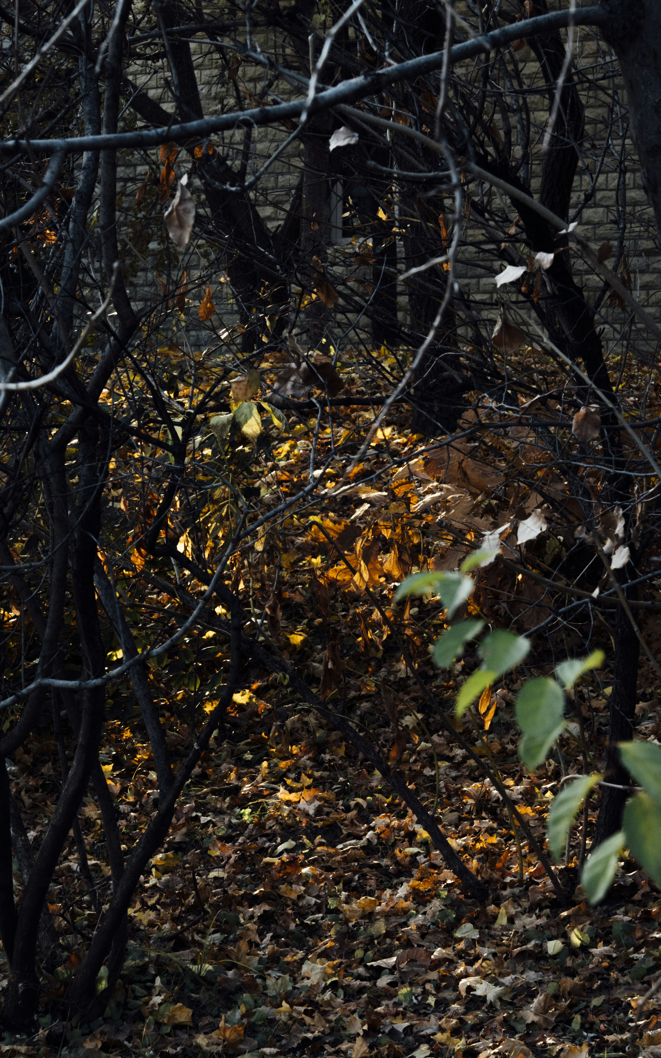 Photo by summerobelisk