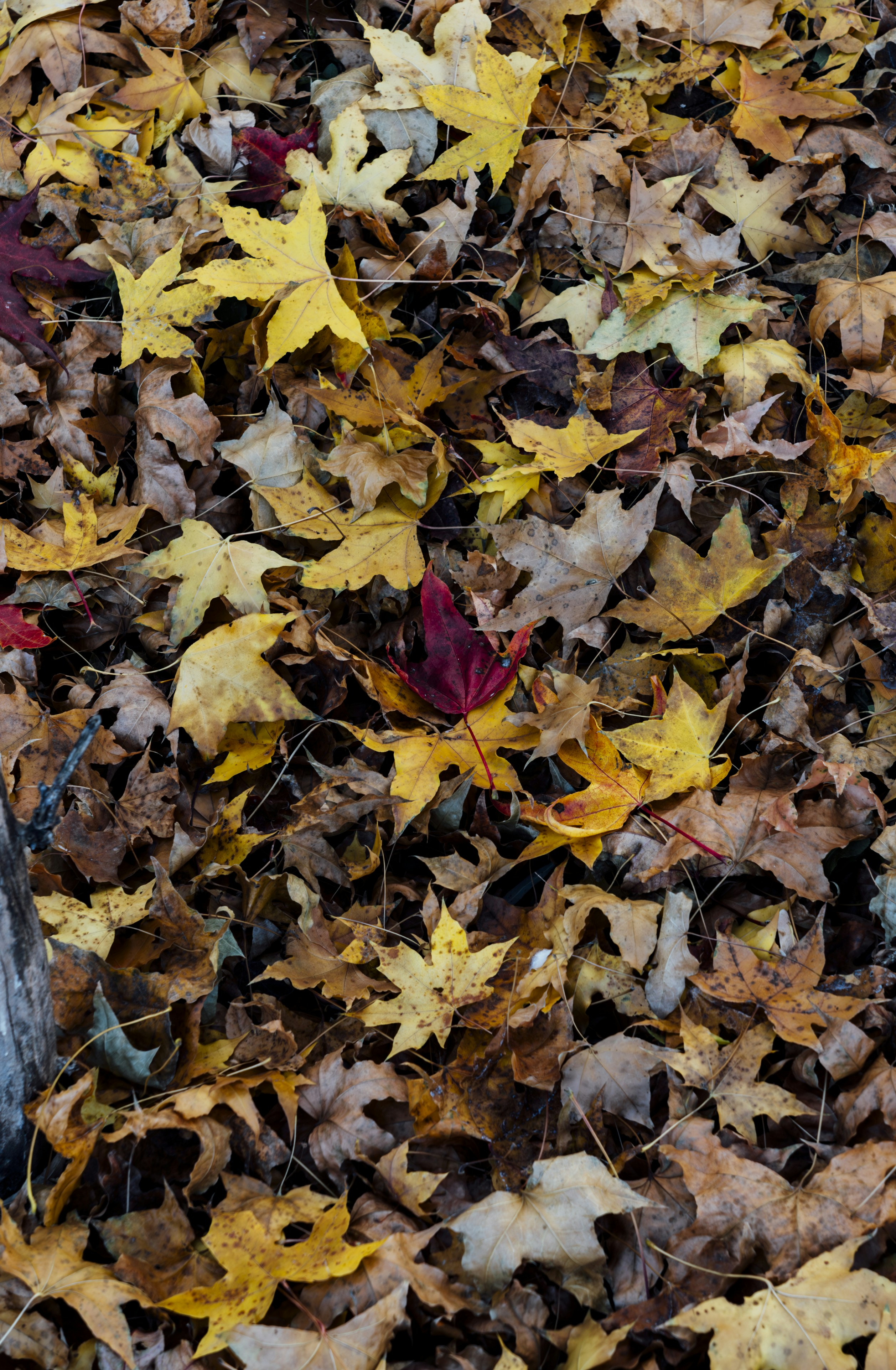 Photo by summerobelisk