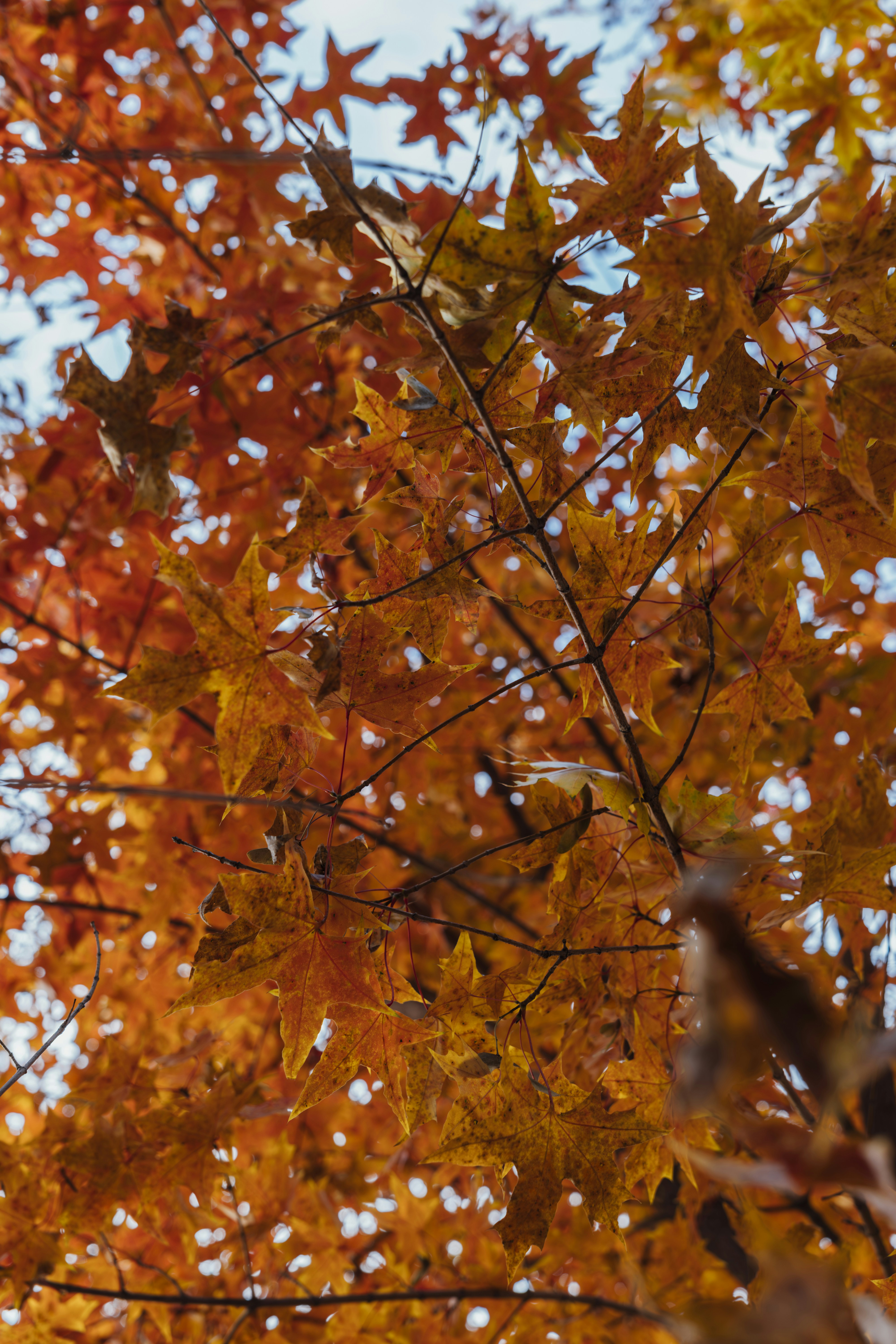 Photo by summerobelisk