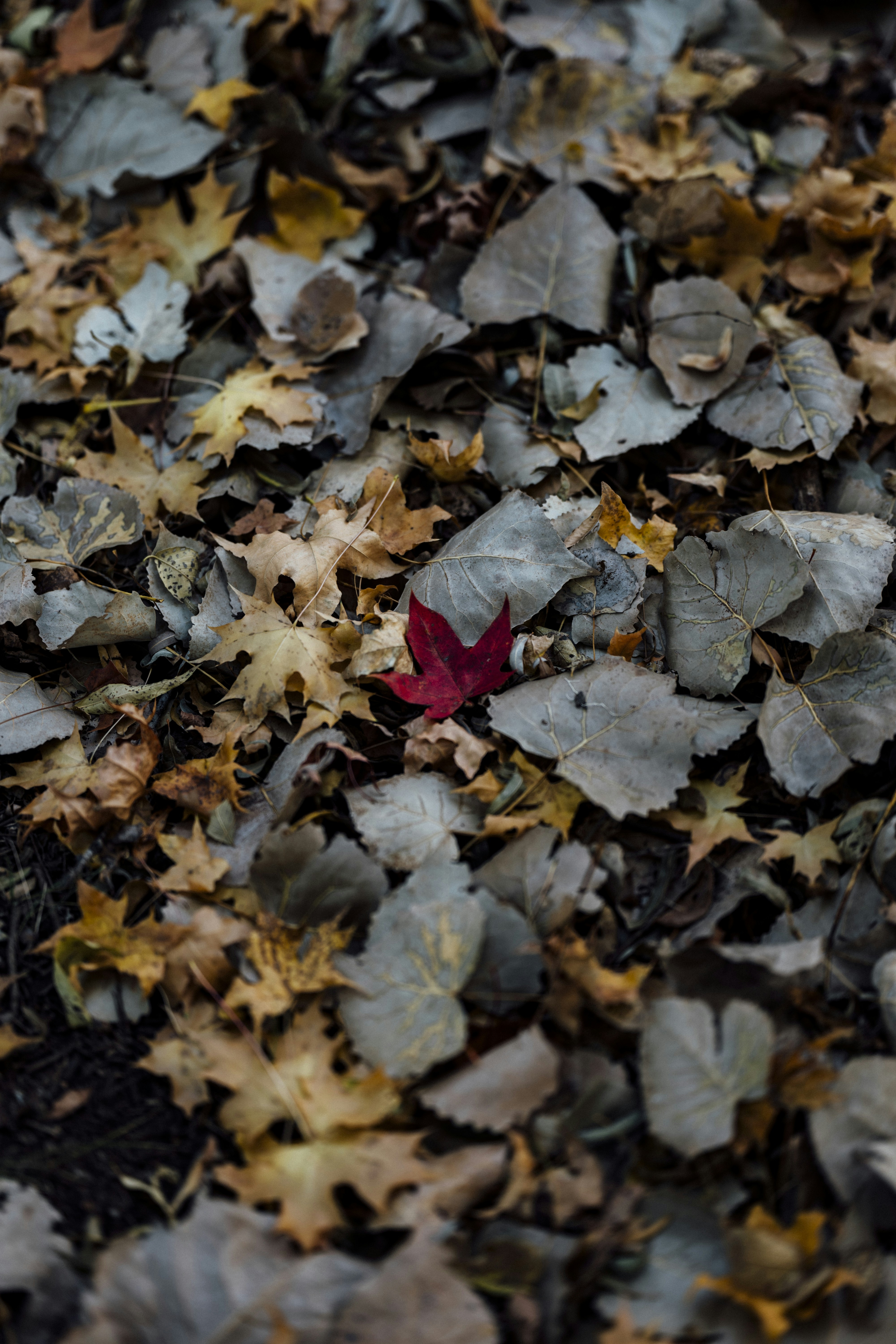 Photo by summerobelisk