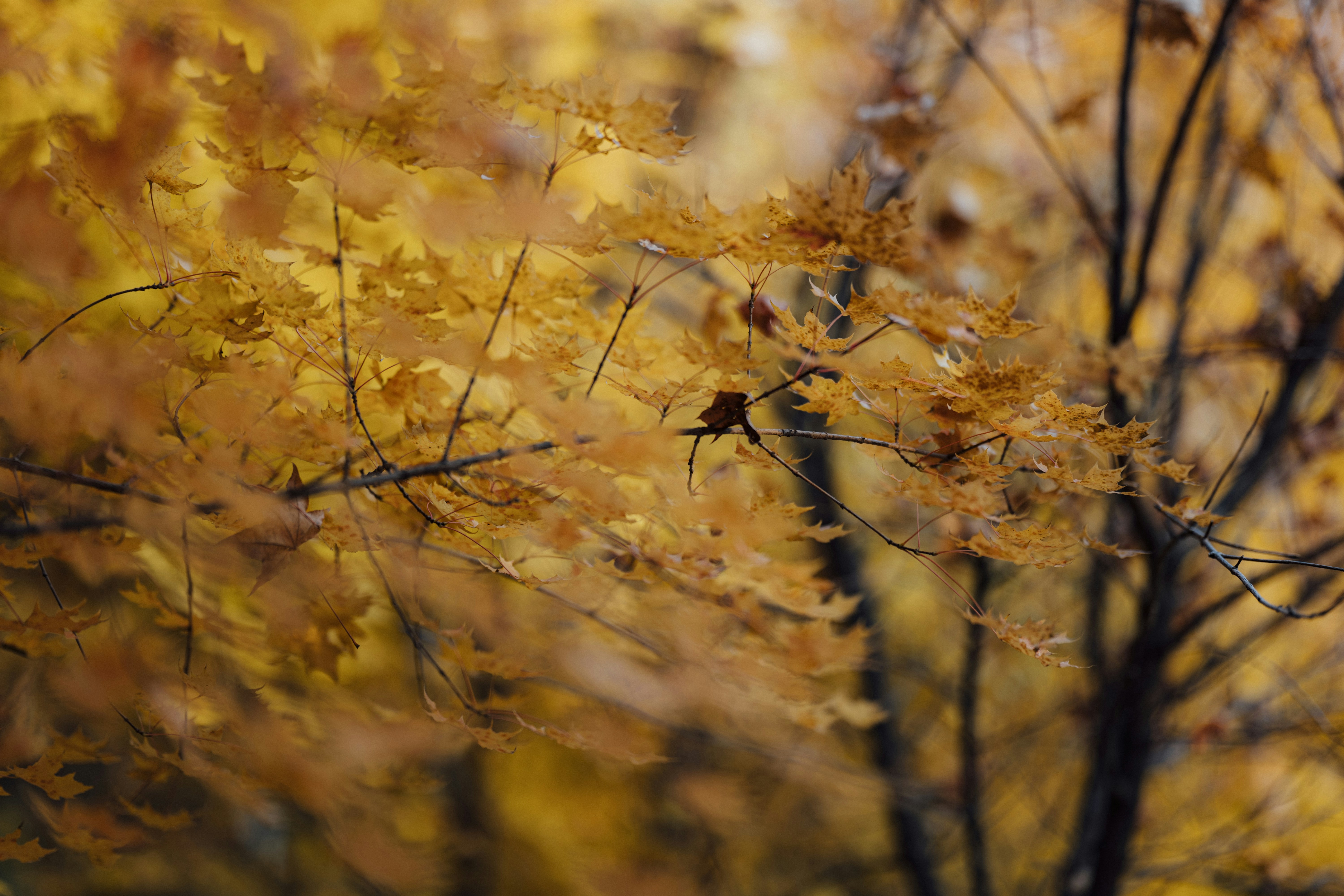 Photo by summerobelisk