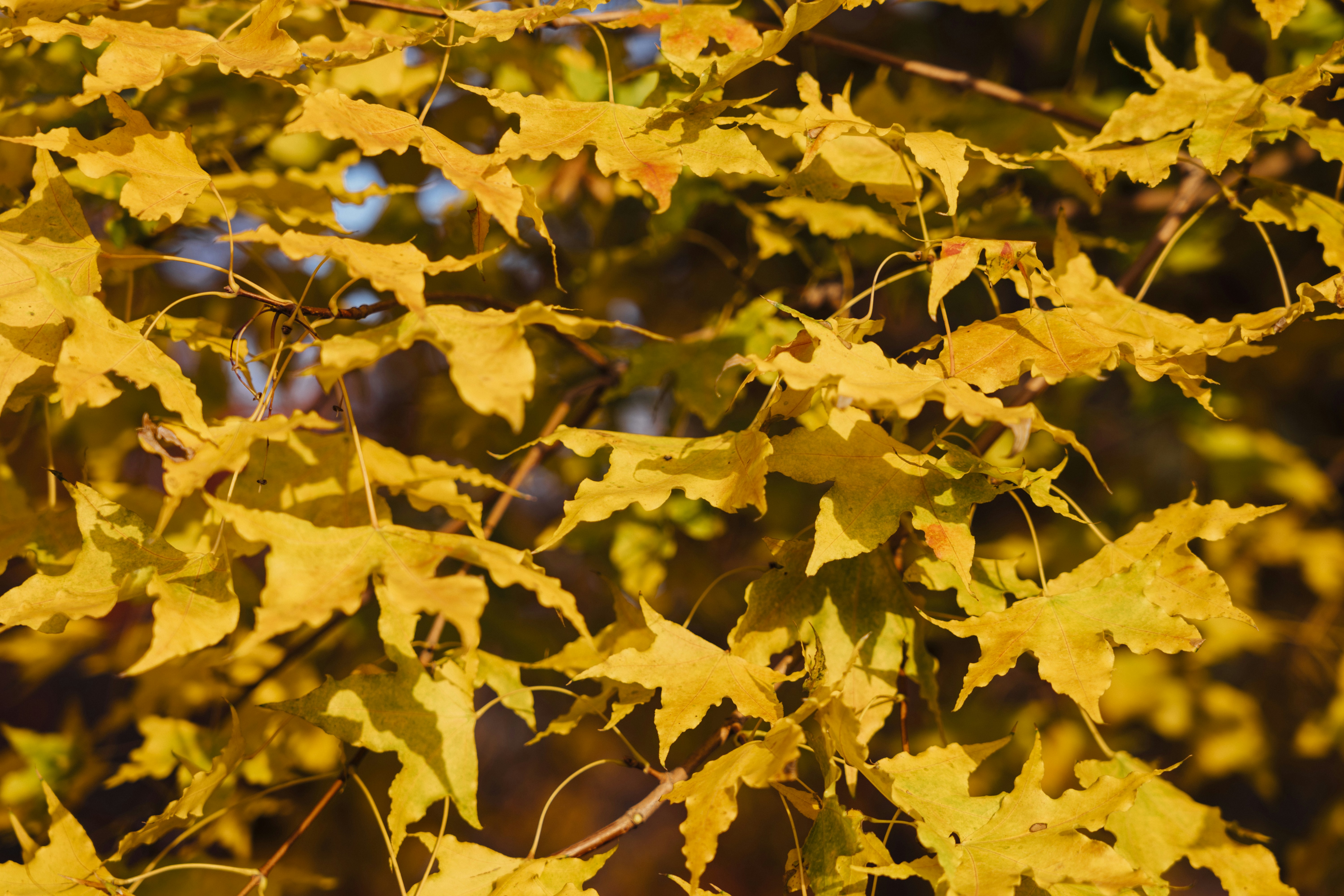 Photo by summerobelisk