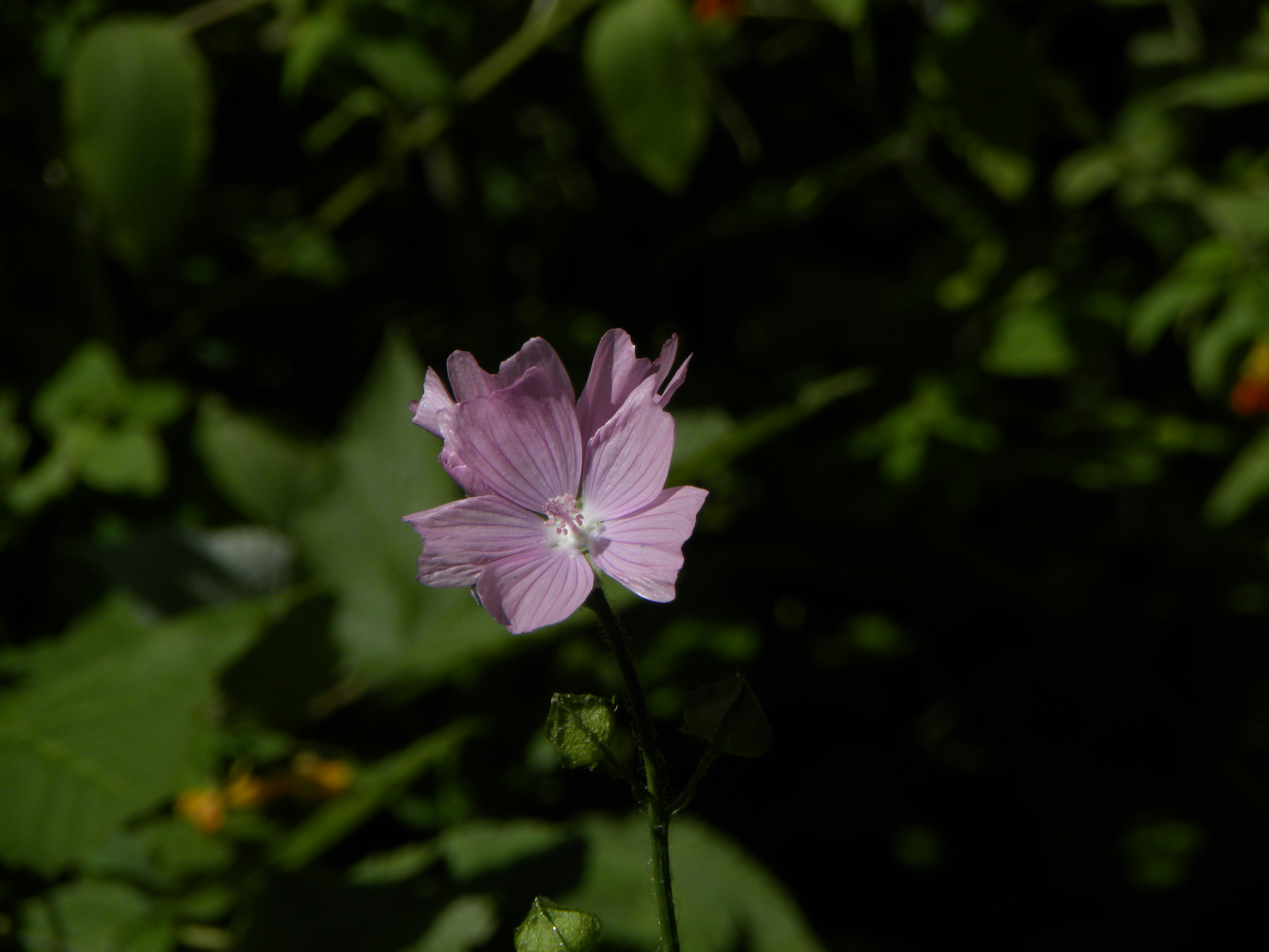 Photo by dunigan