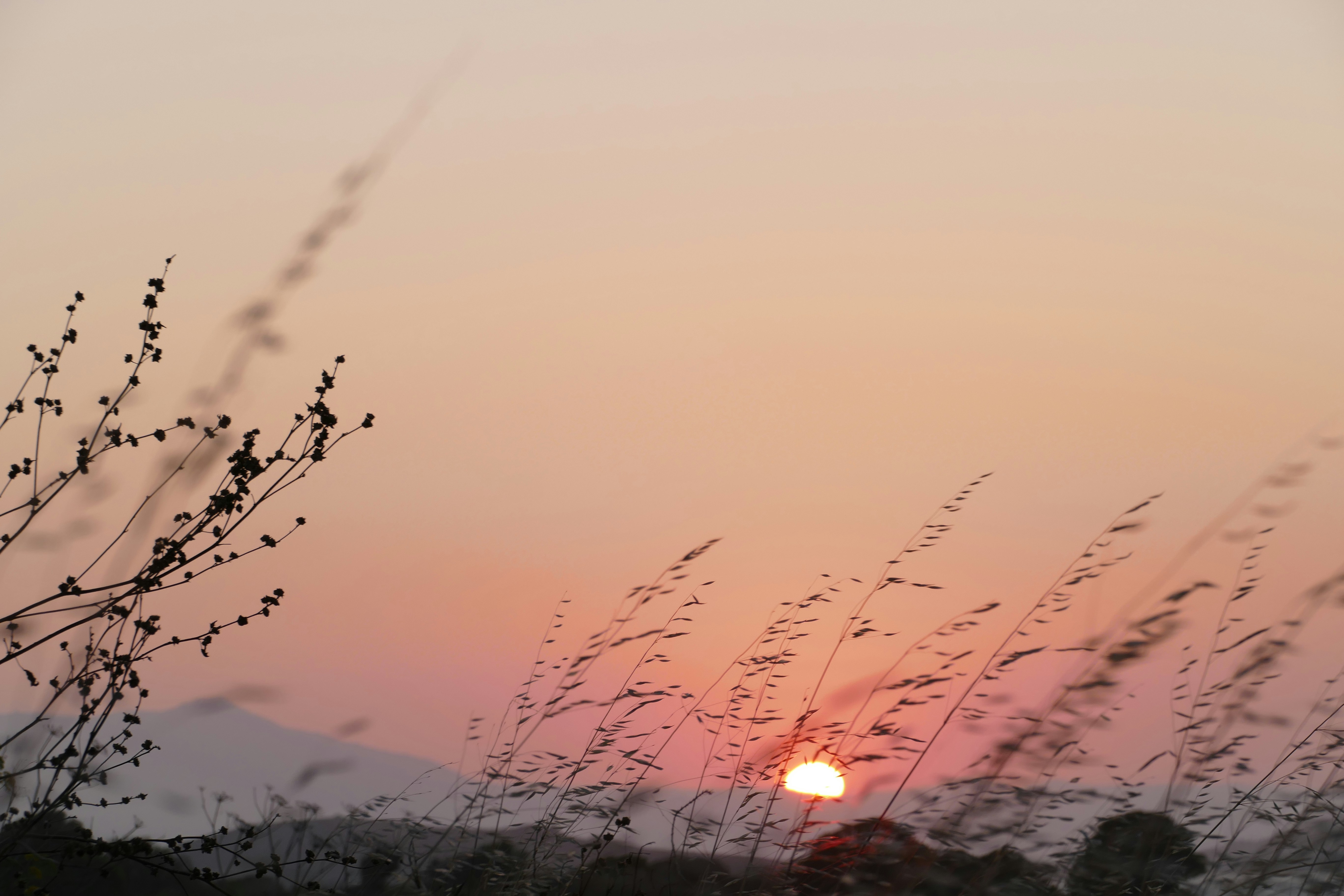 The sun is setting over a field of tall grass
