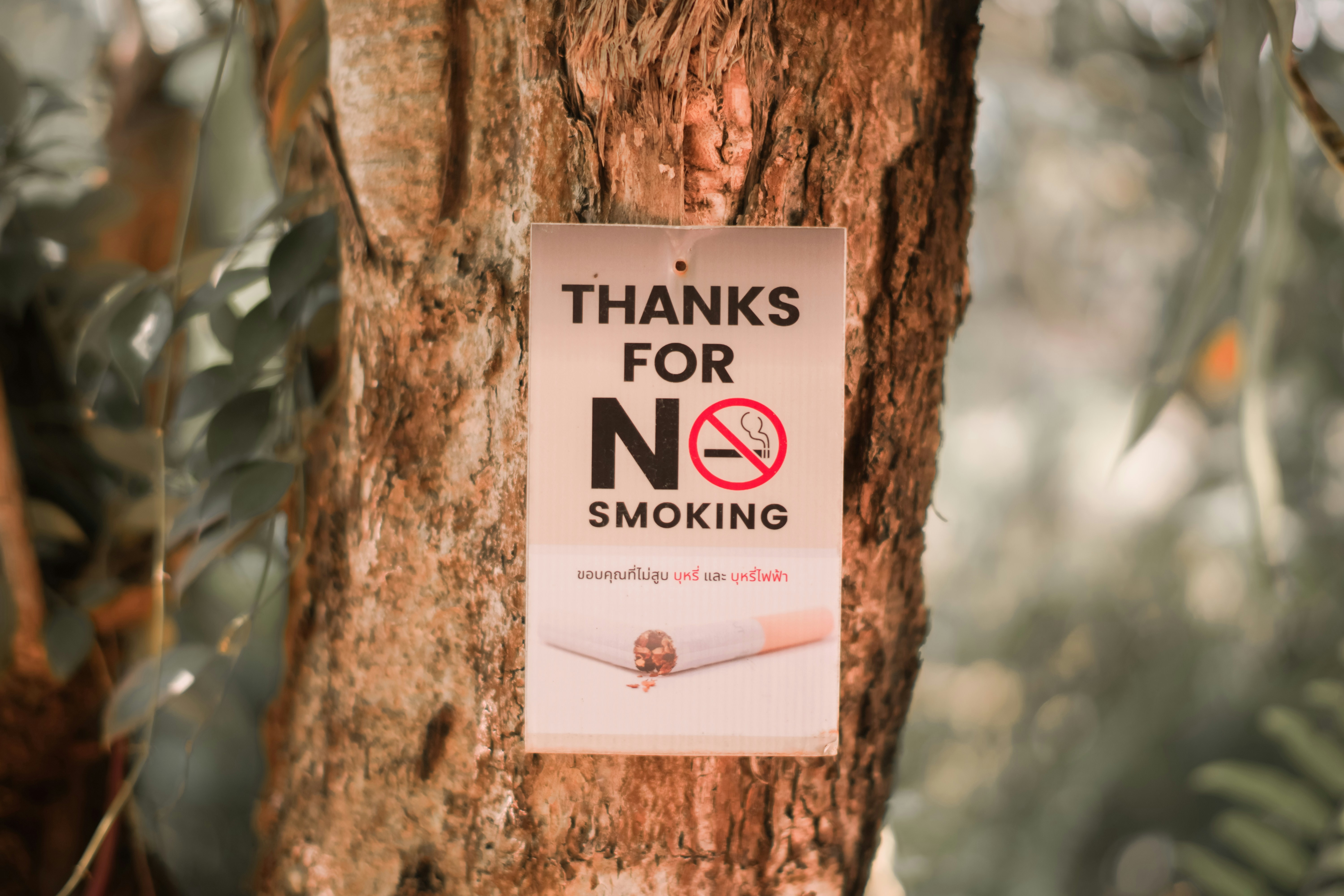 A no smoking sign is posted on a tree