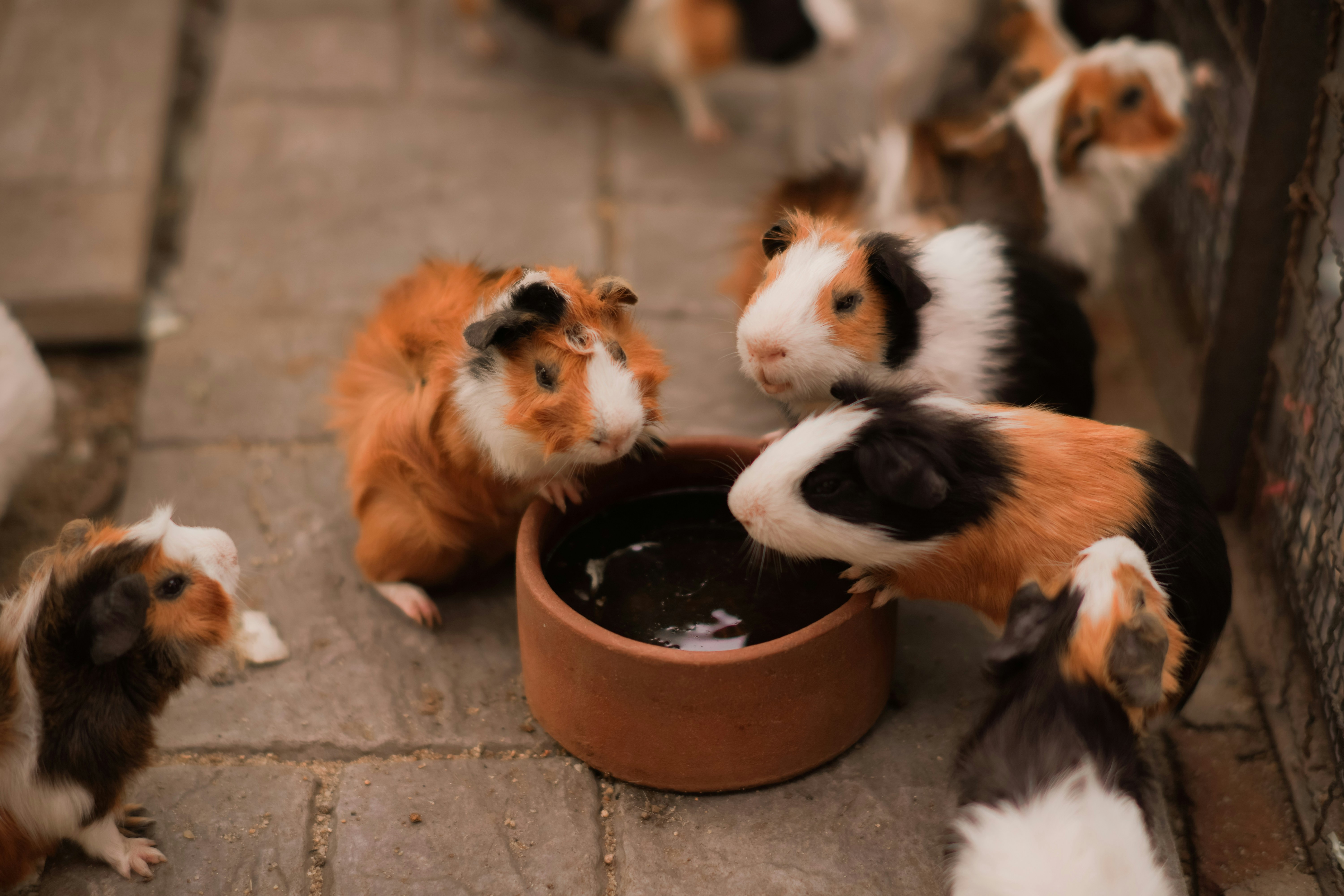 Captain Porky'S Catering Menu