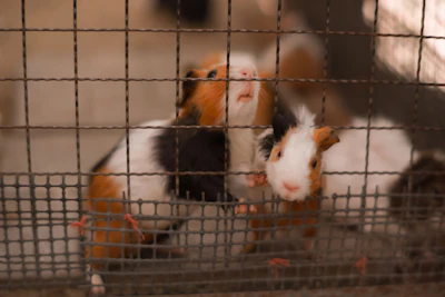 A group of small brown and white animals in a cage