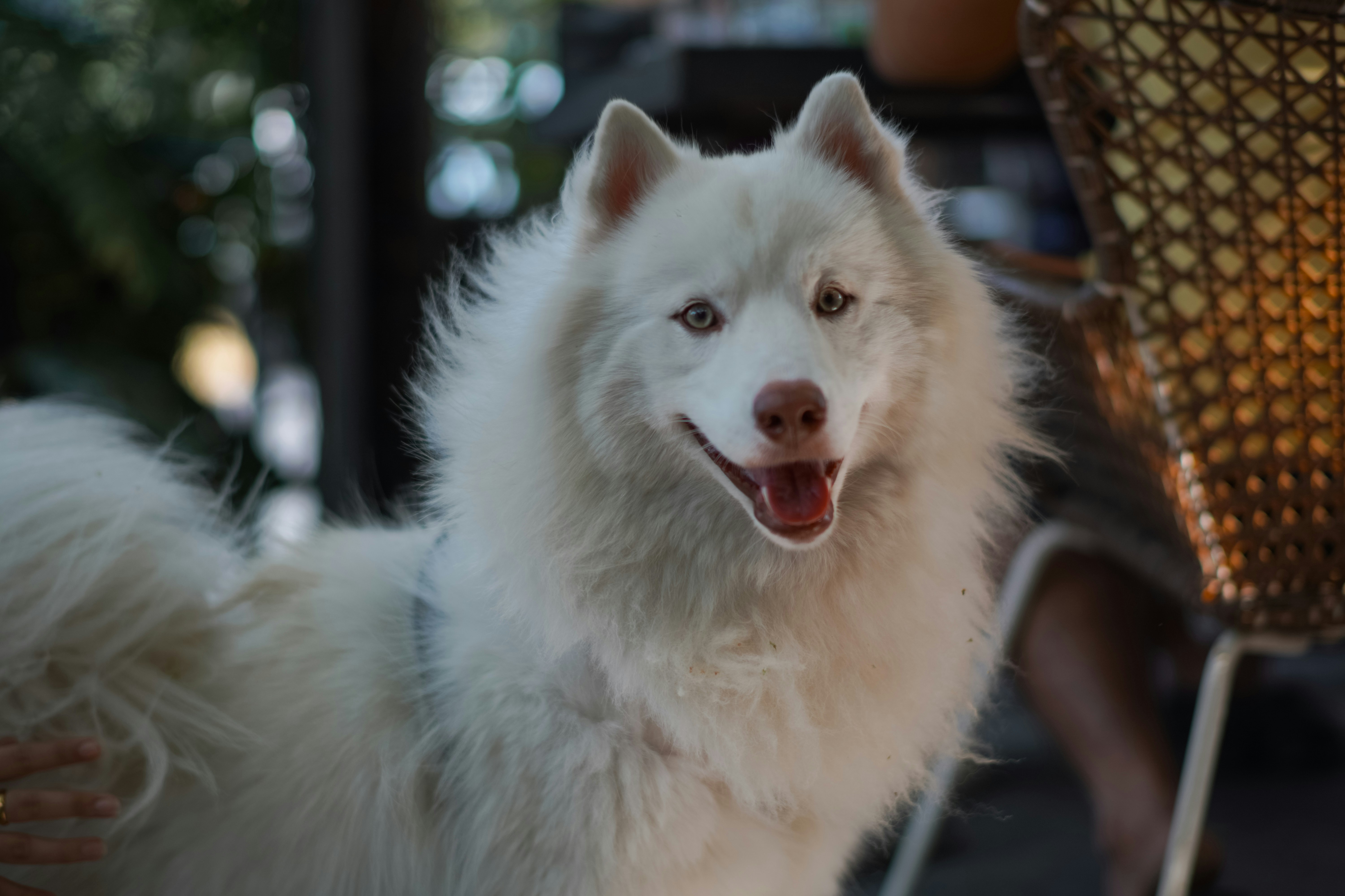 Photo by aungswamnyi