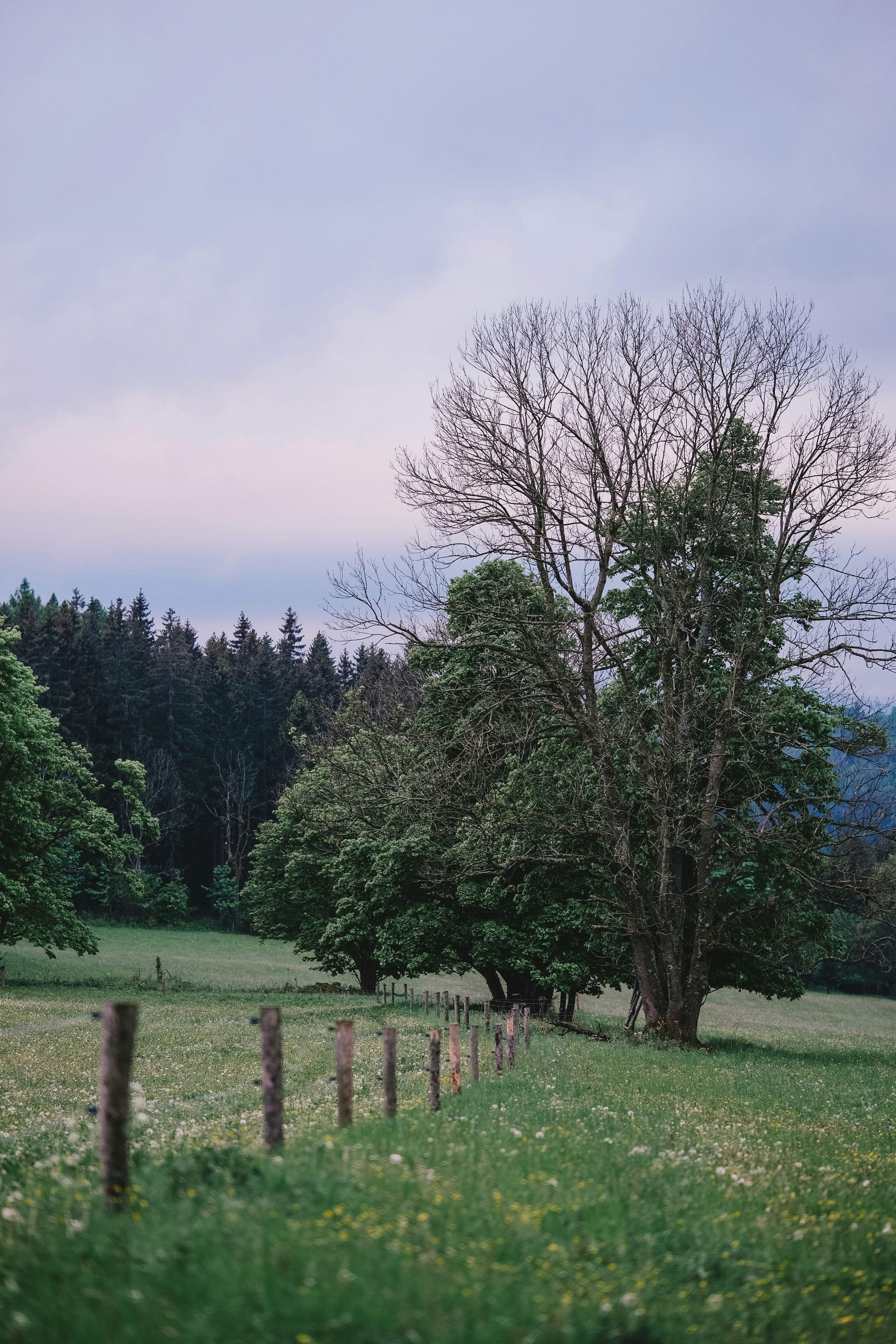 A field with trees and a fence in the foreground