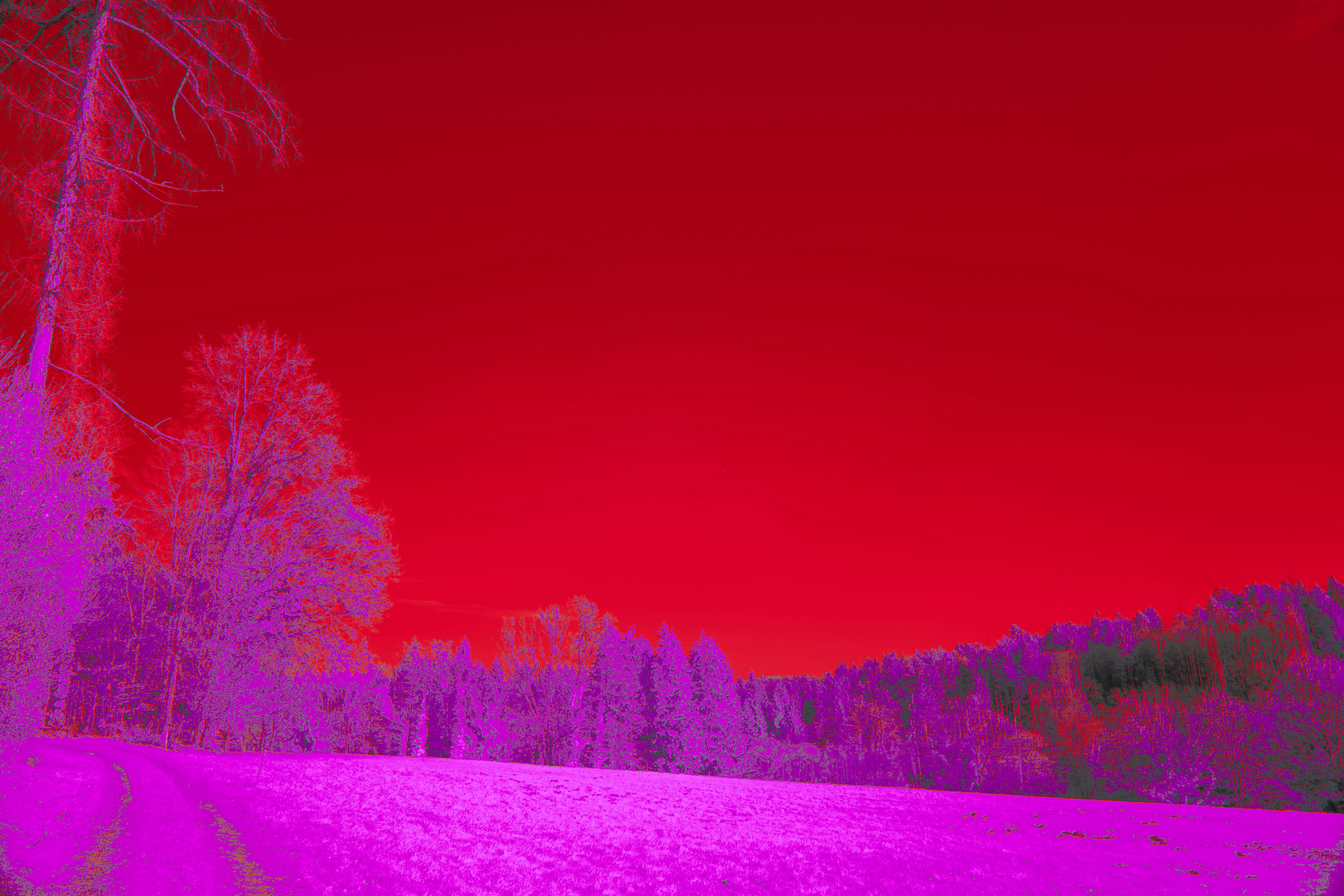 Photo by wolfgang_hasselmann