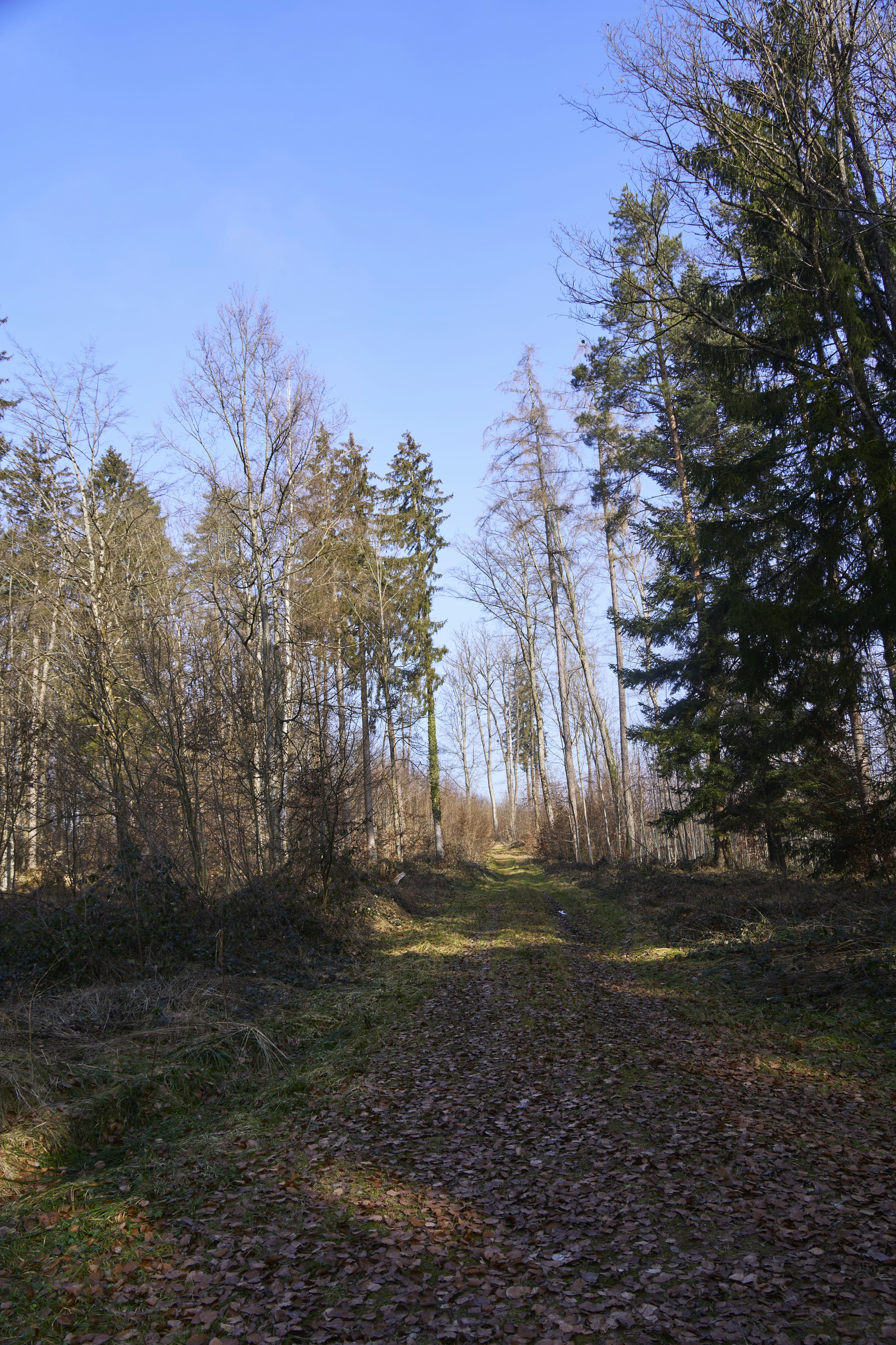 A dirt road in the middle of a forest