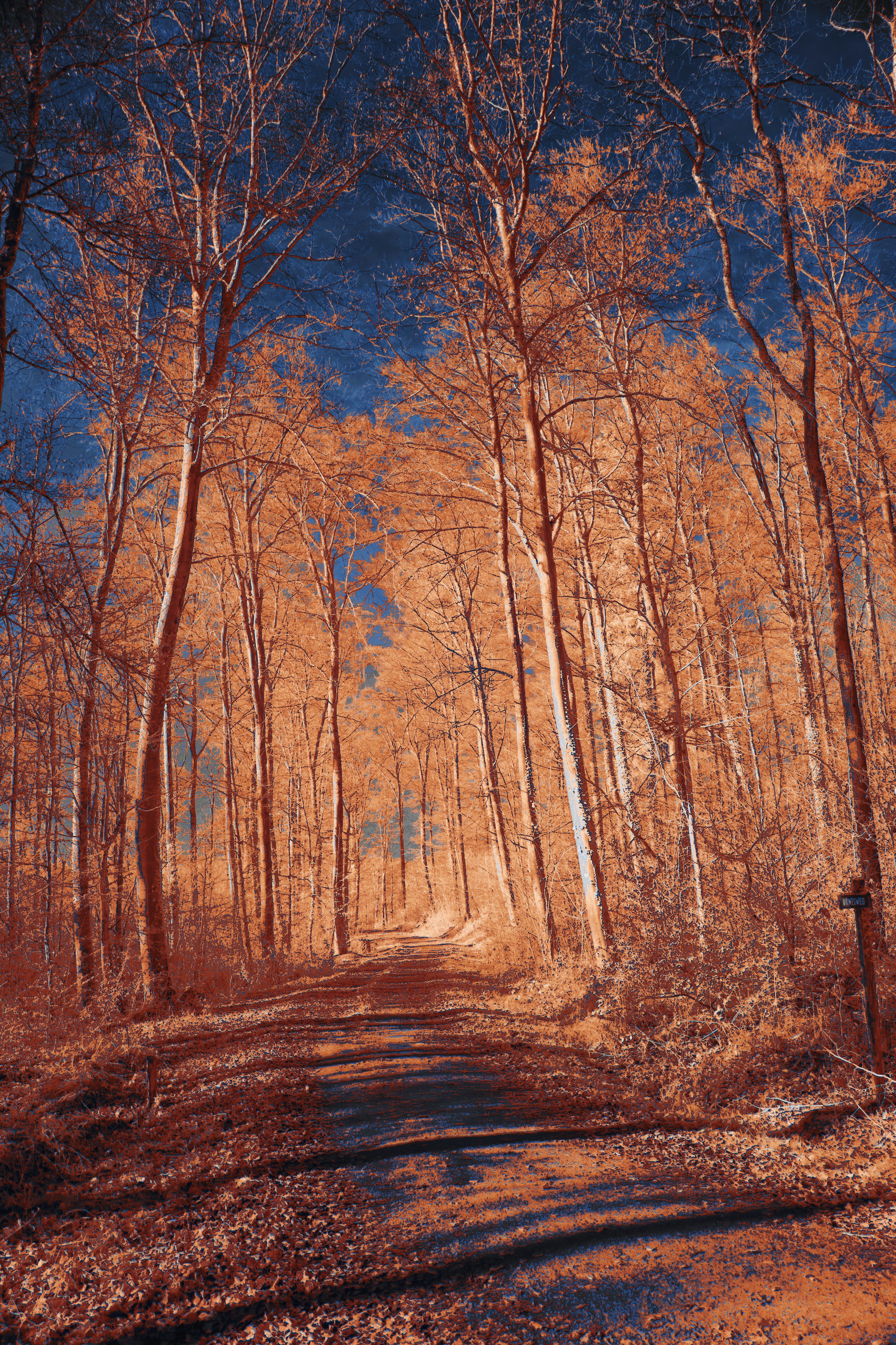 Photo by wolfgang_hasselmann