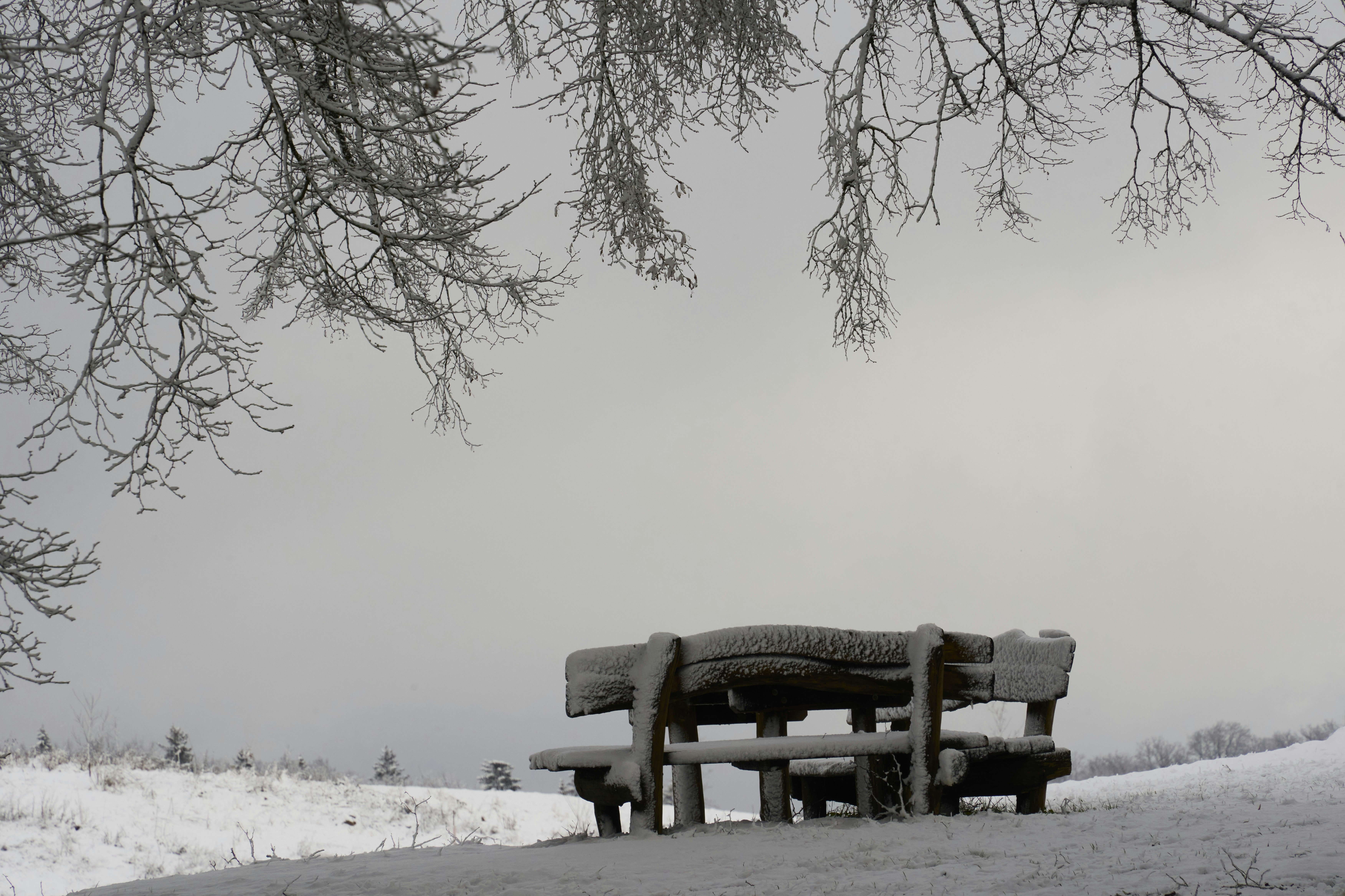 Photo by wolfgang_hasselmann