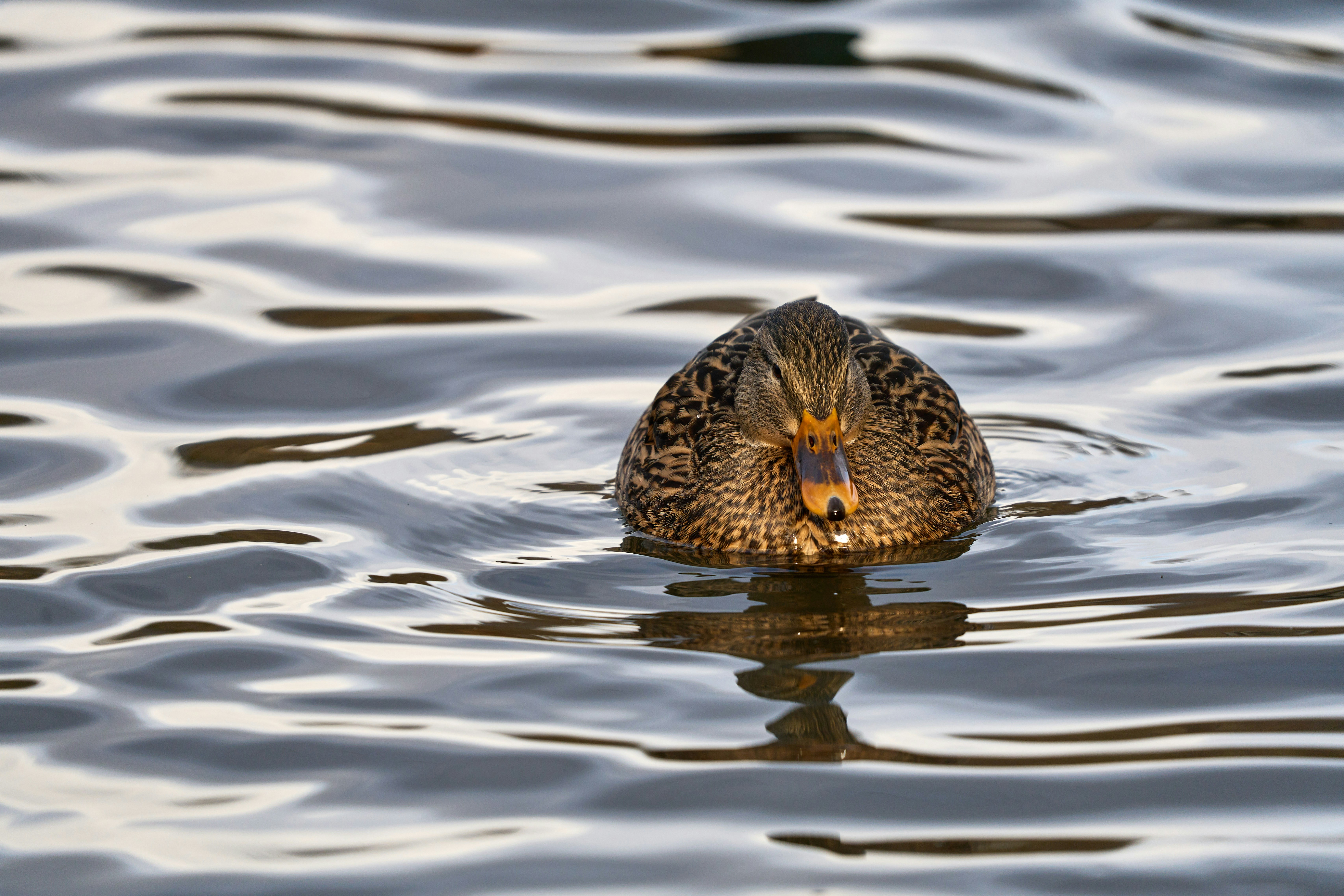 Photo by wolfgang_hasselmann