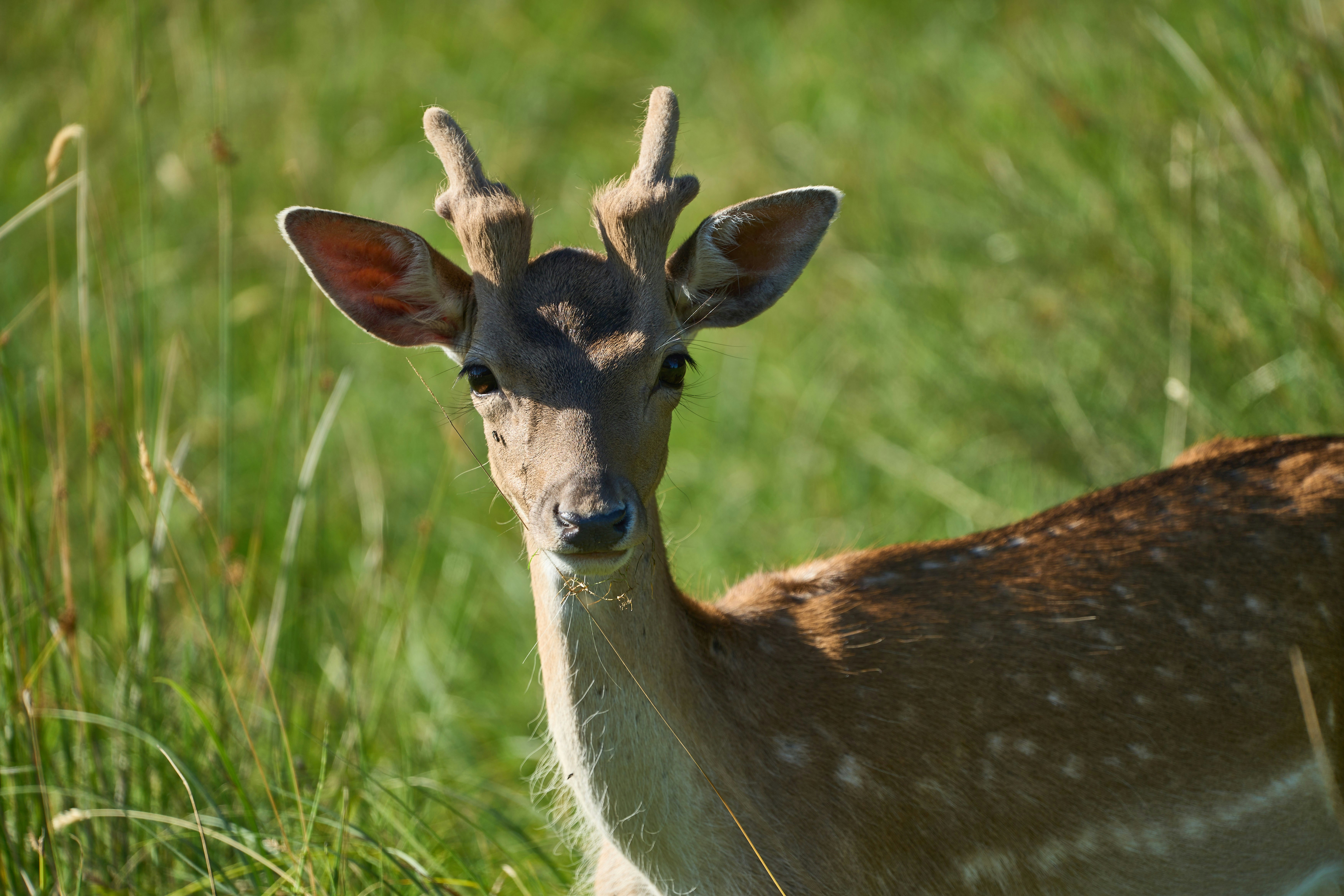 Photo by wolfgang_hasselmann