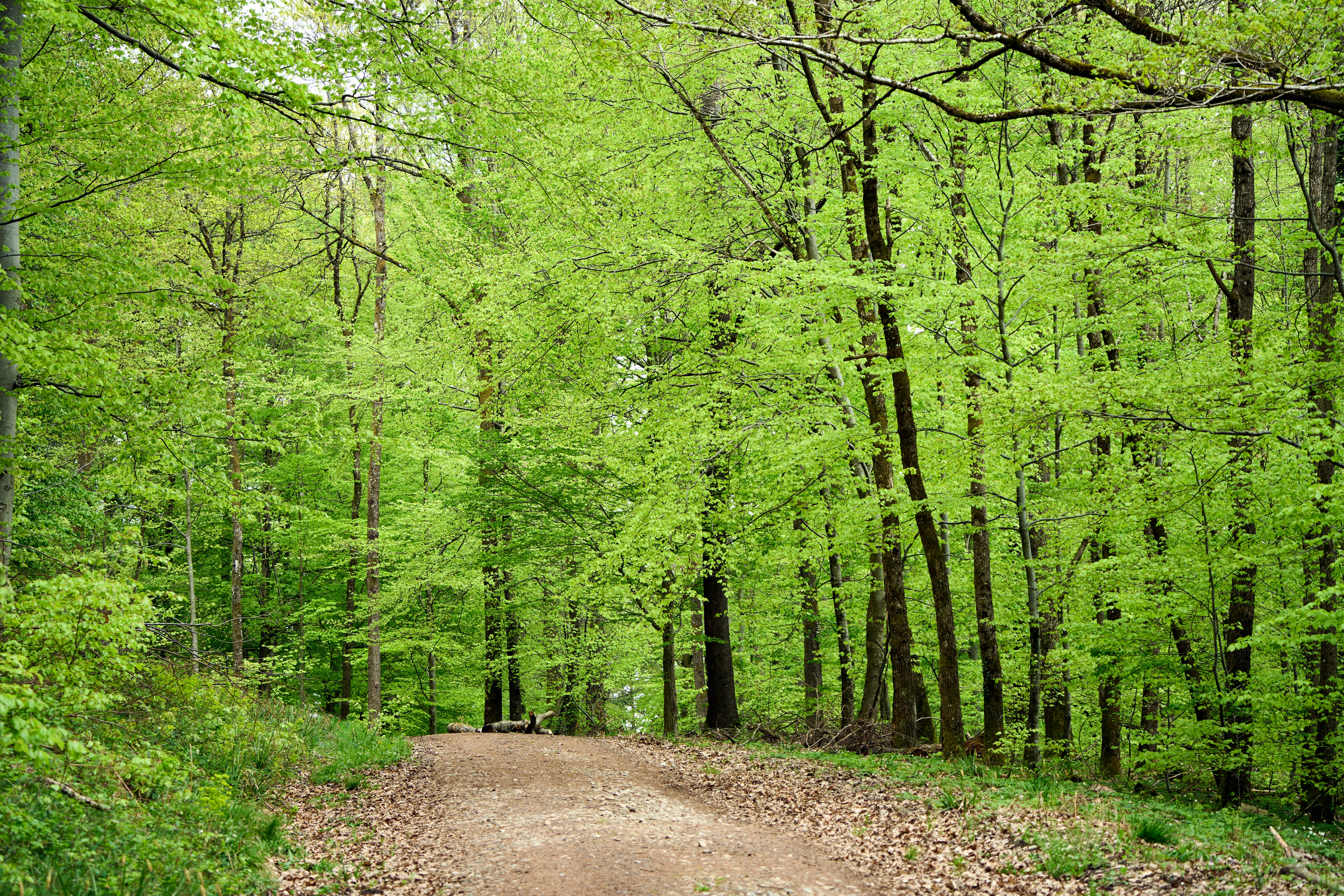 Photo by wolfgang_hasselmann