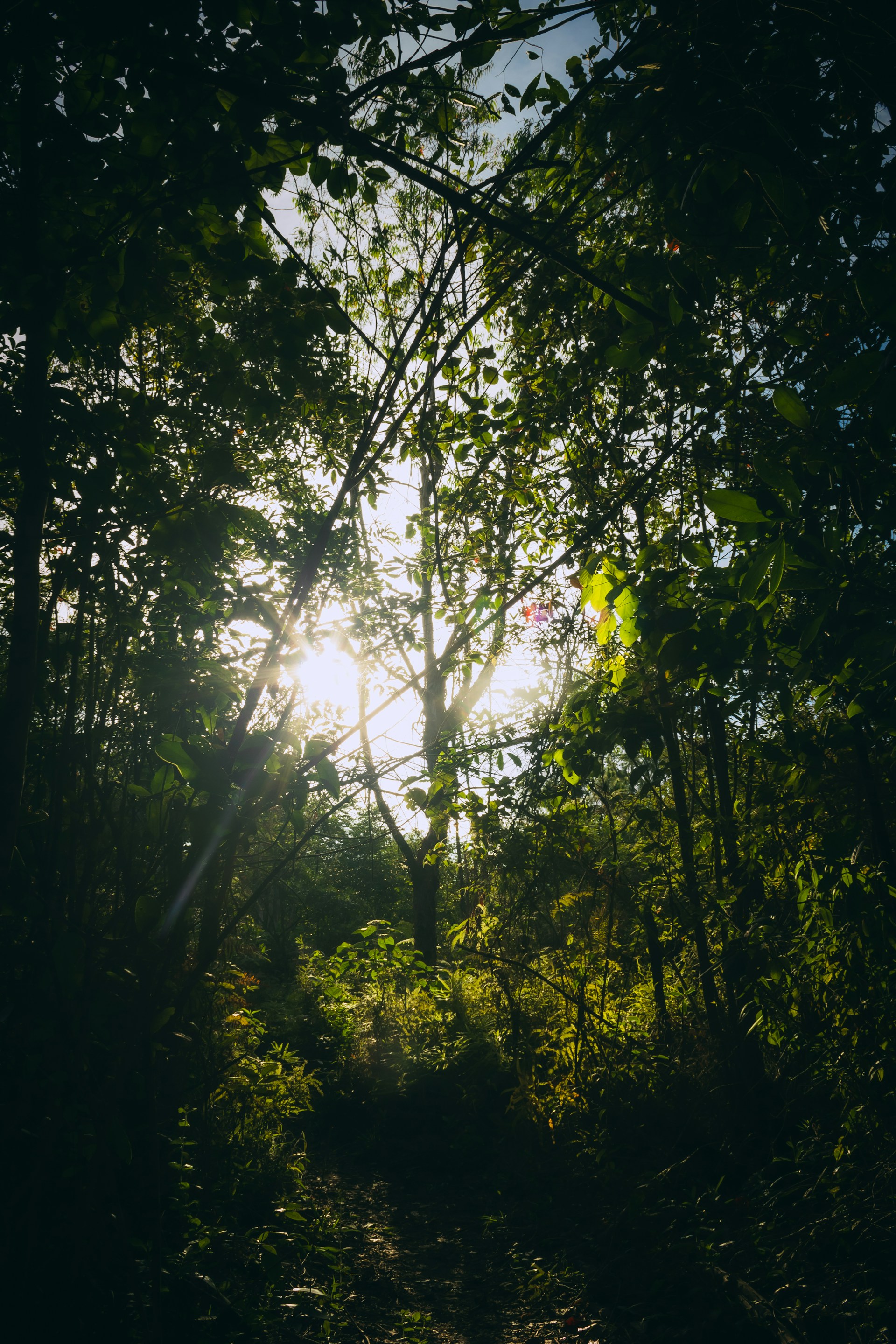 The sun is shining through the trees in the forest