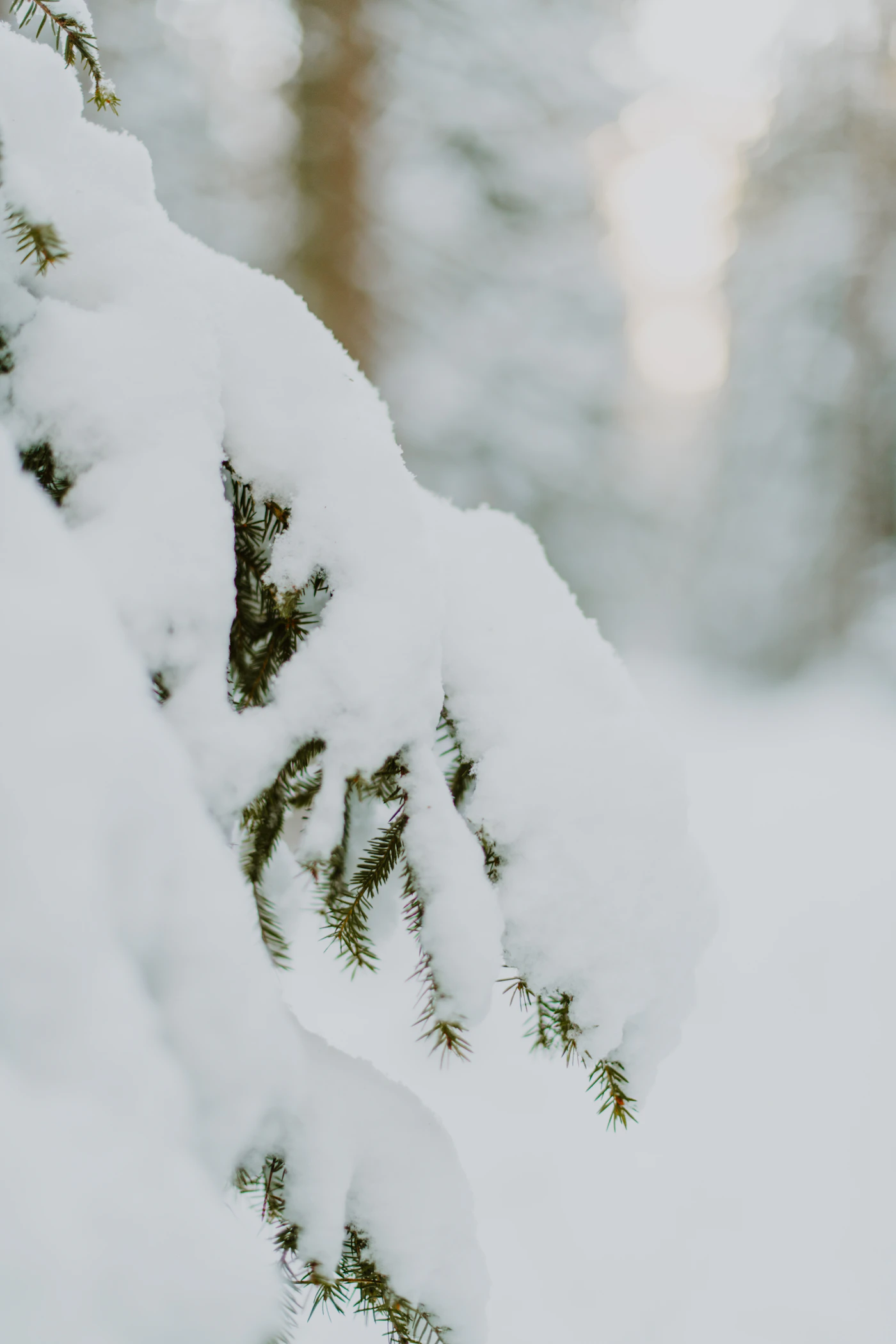 Revelstoke family vacation mountain scenery - Photo from Unsplash