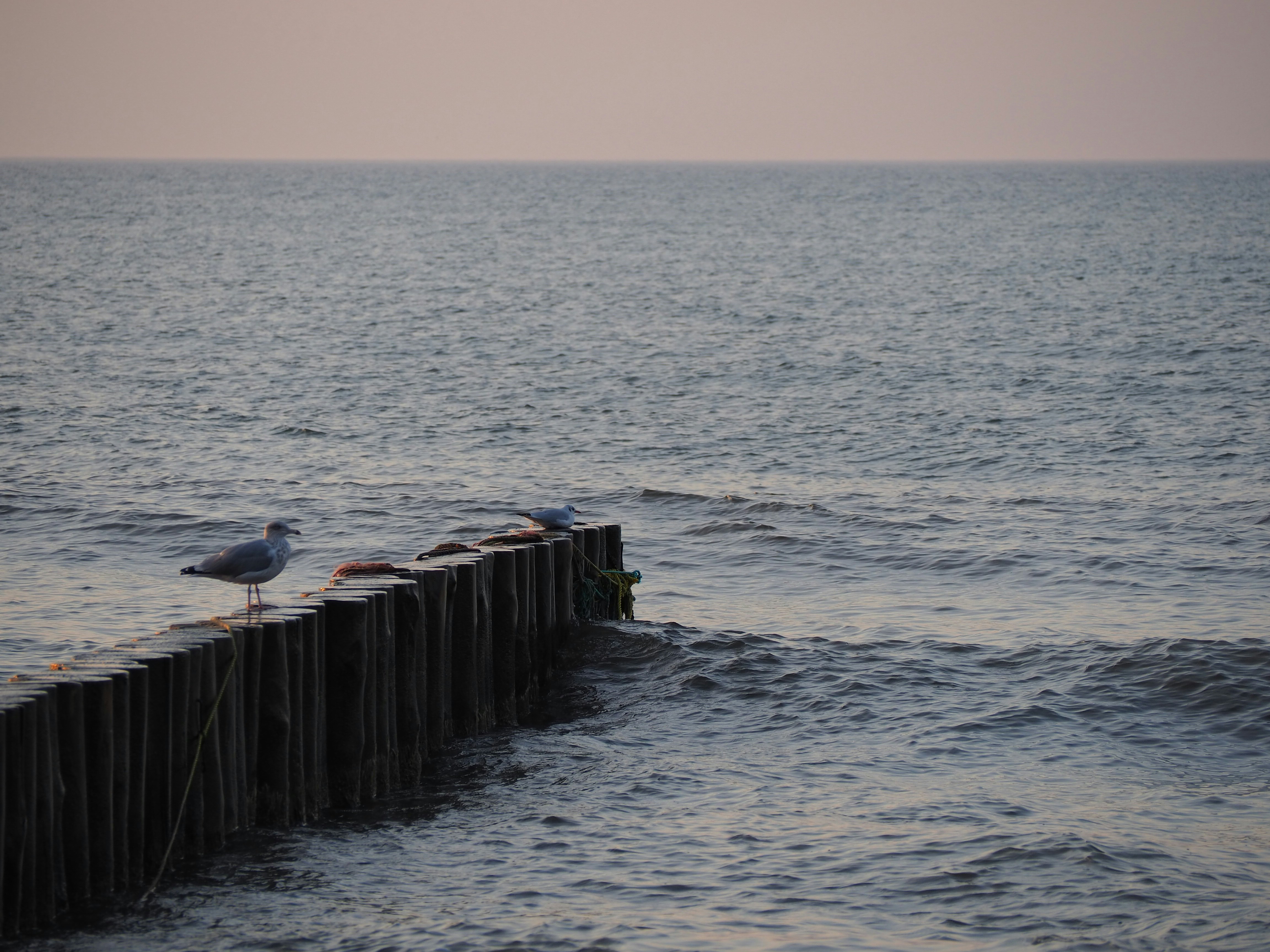 Photo by devgkz