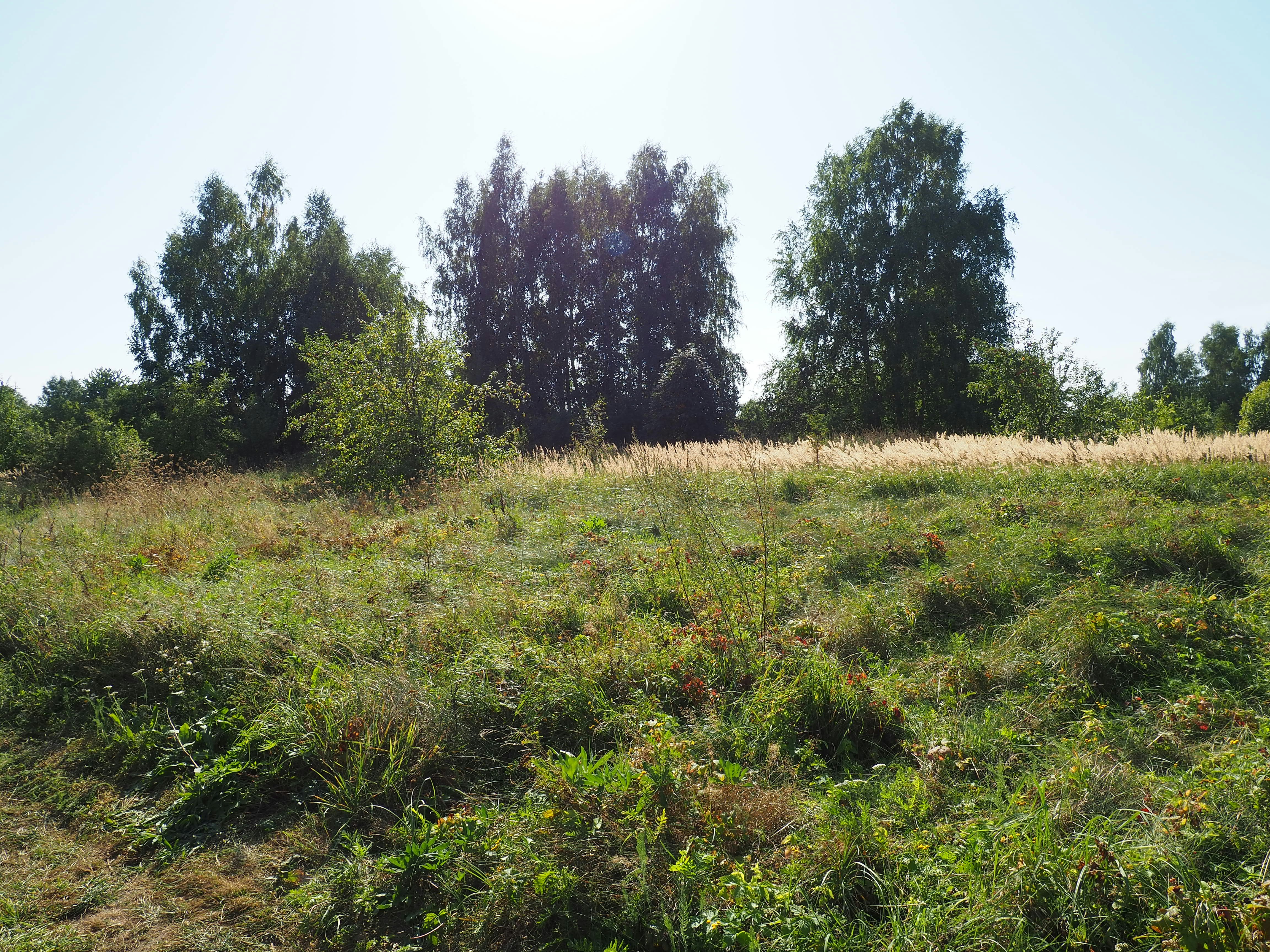A grassy field with trees in the background