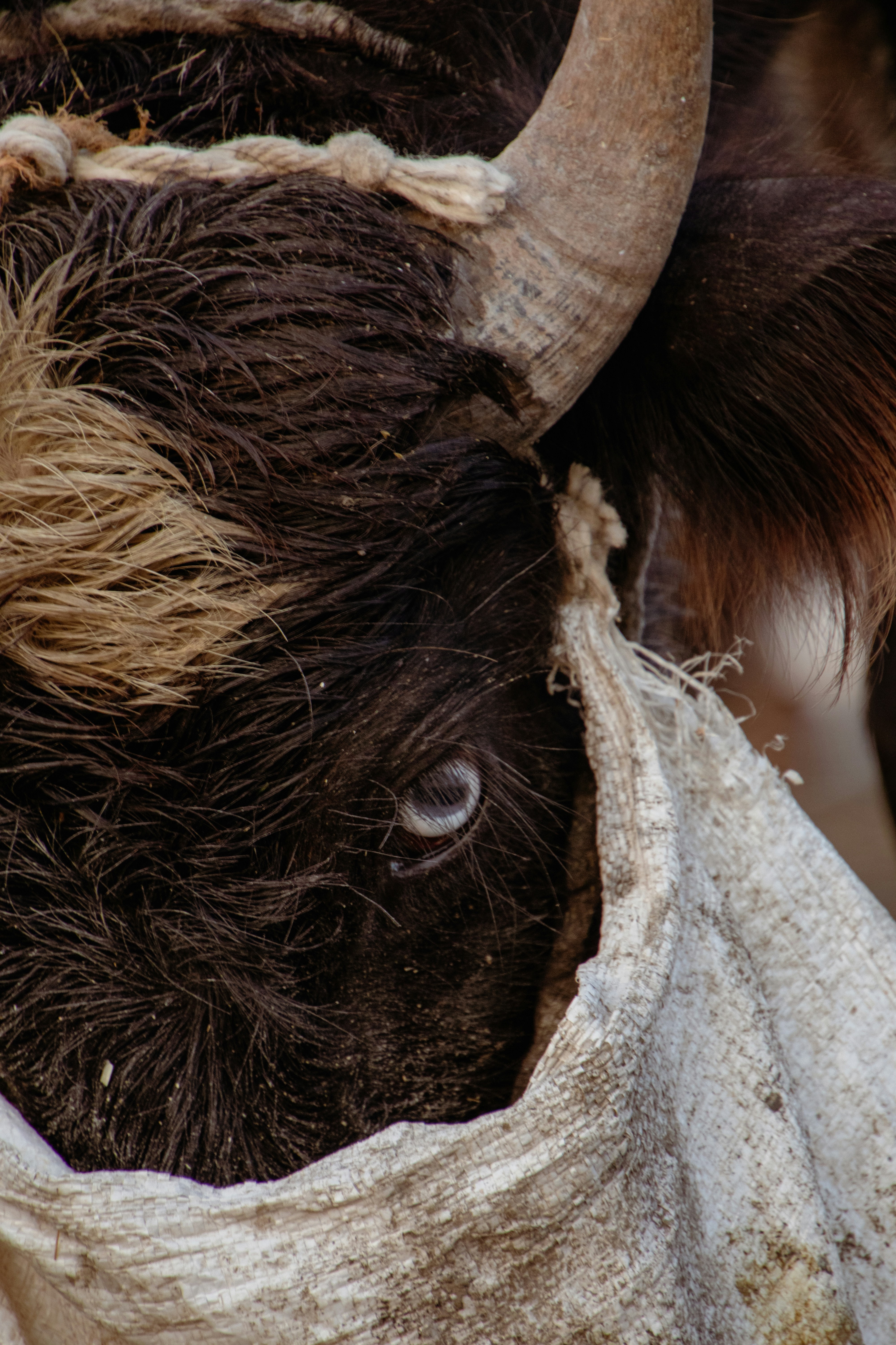 A close up of a bull with a cloth around its neck photo – Free Animal ...