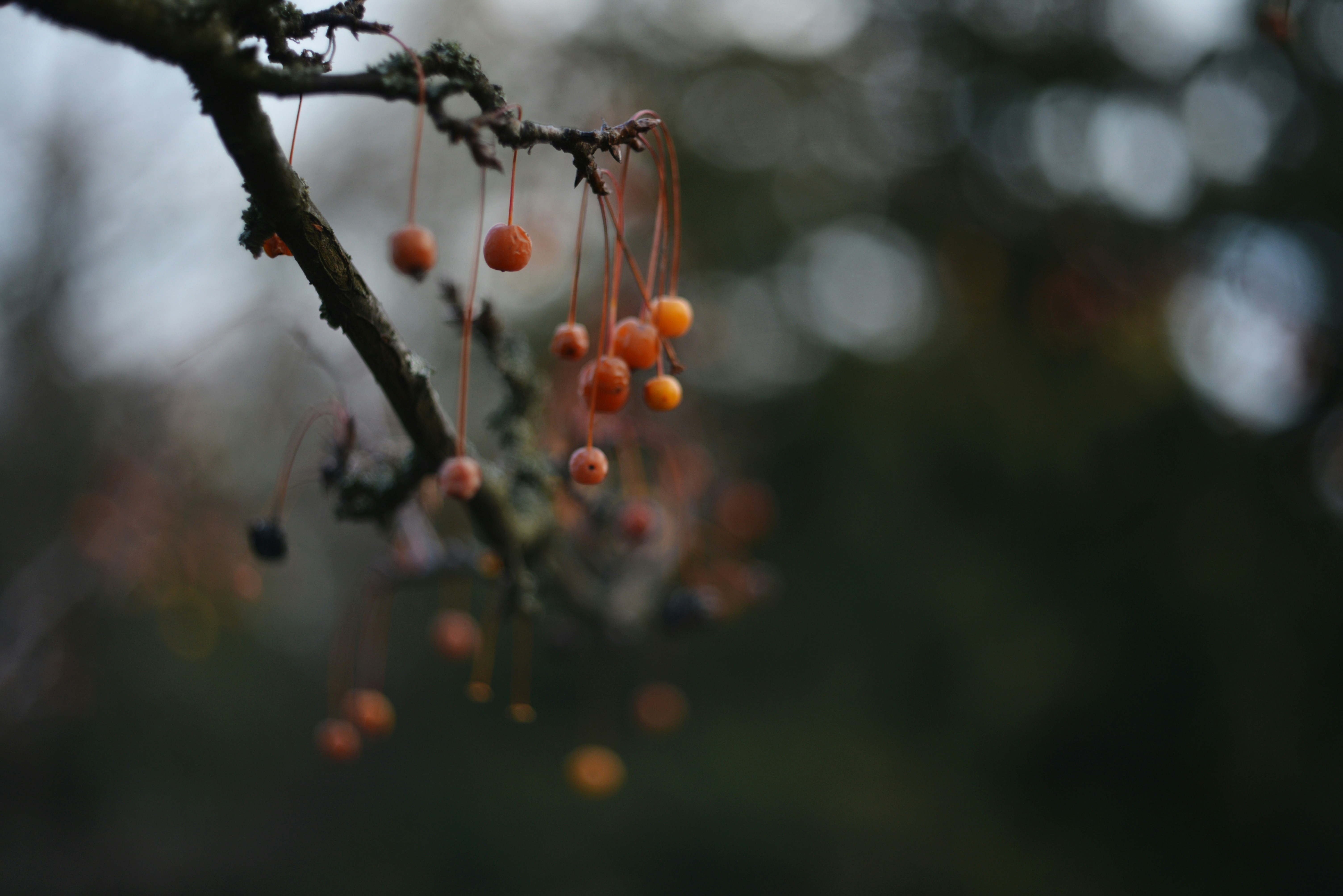 Photo by cherstve_pechivo