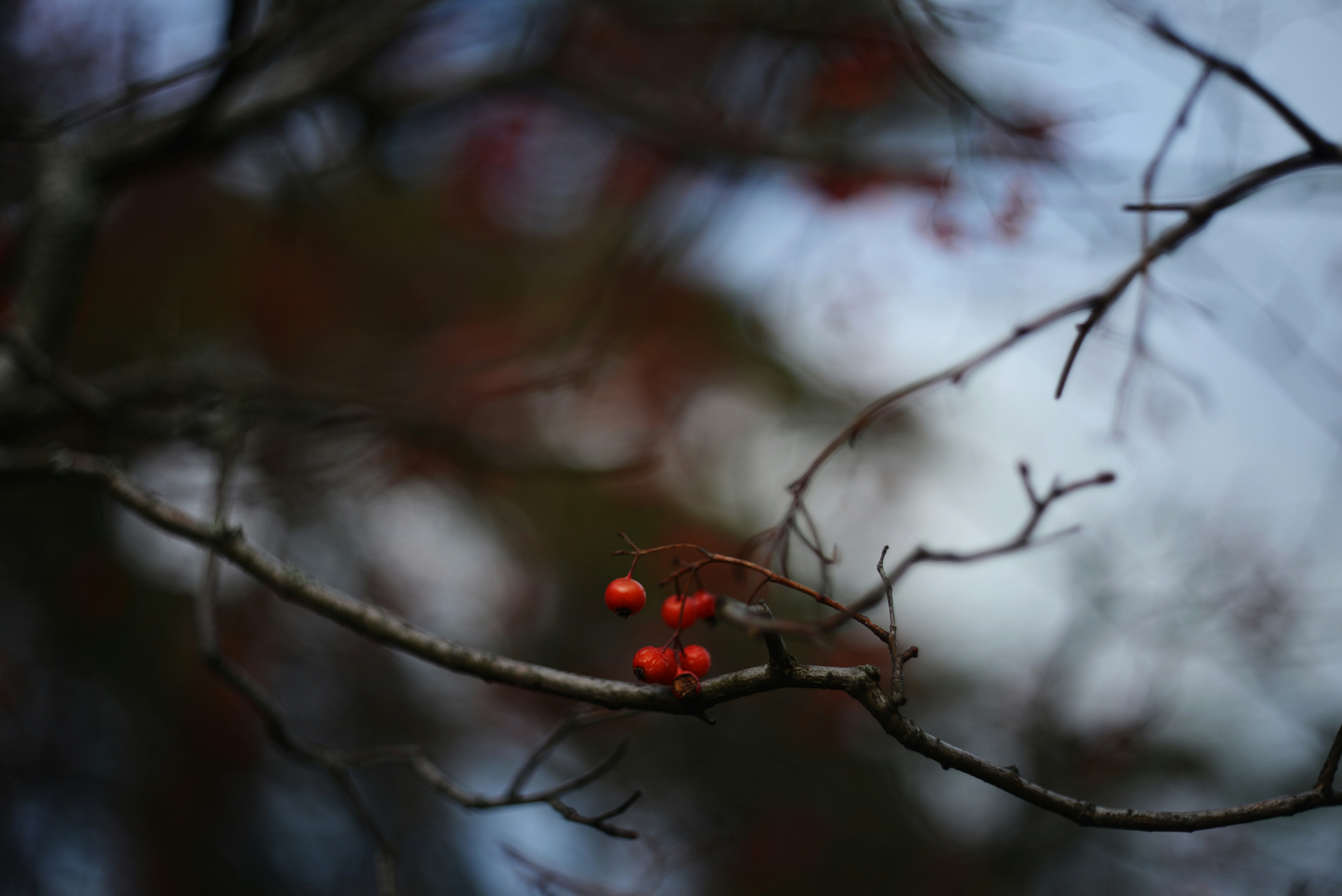 Photo by cherstve_pechivo