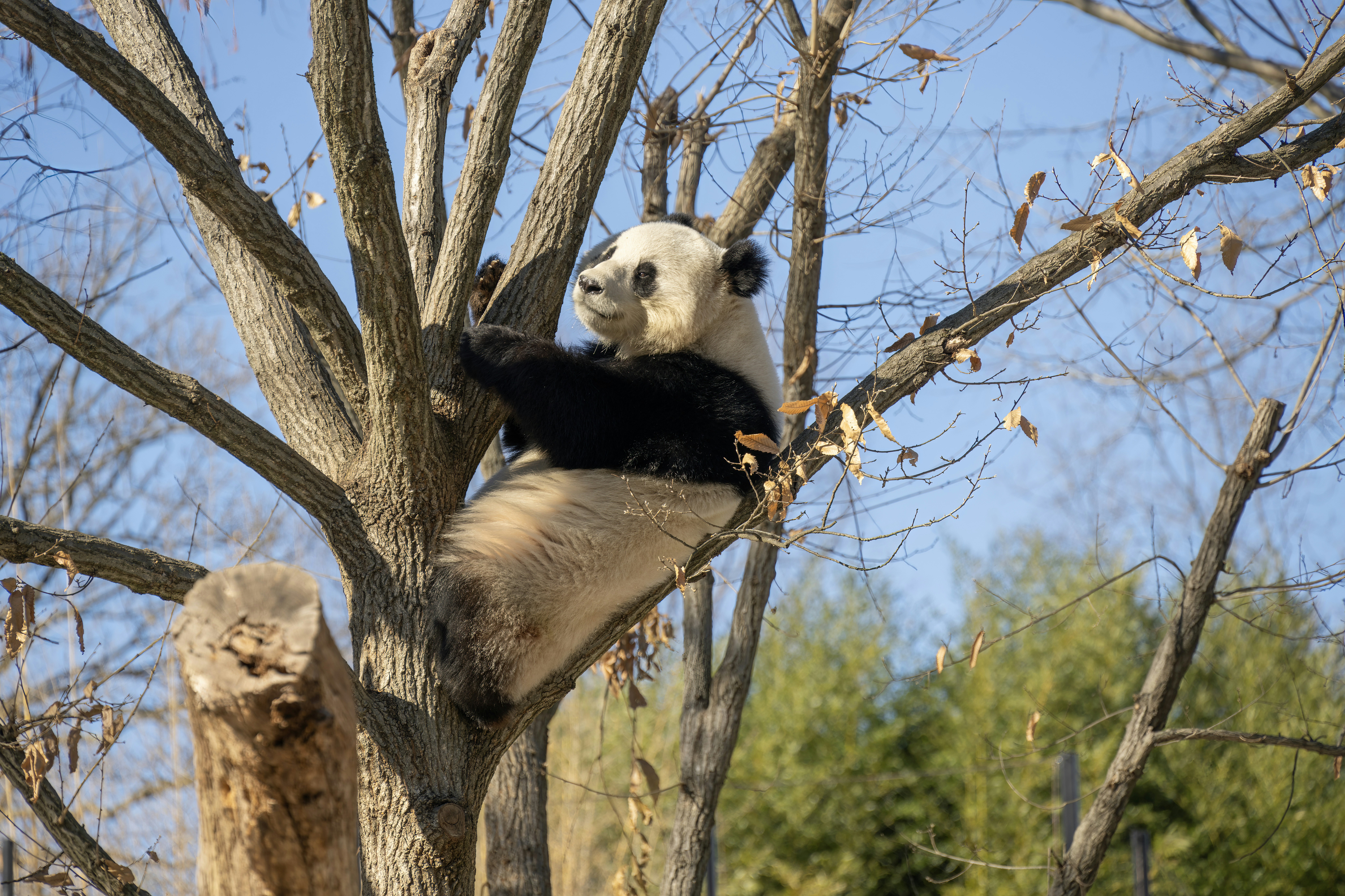 A panda bear sitting on top of a tree