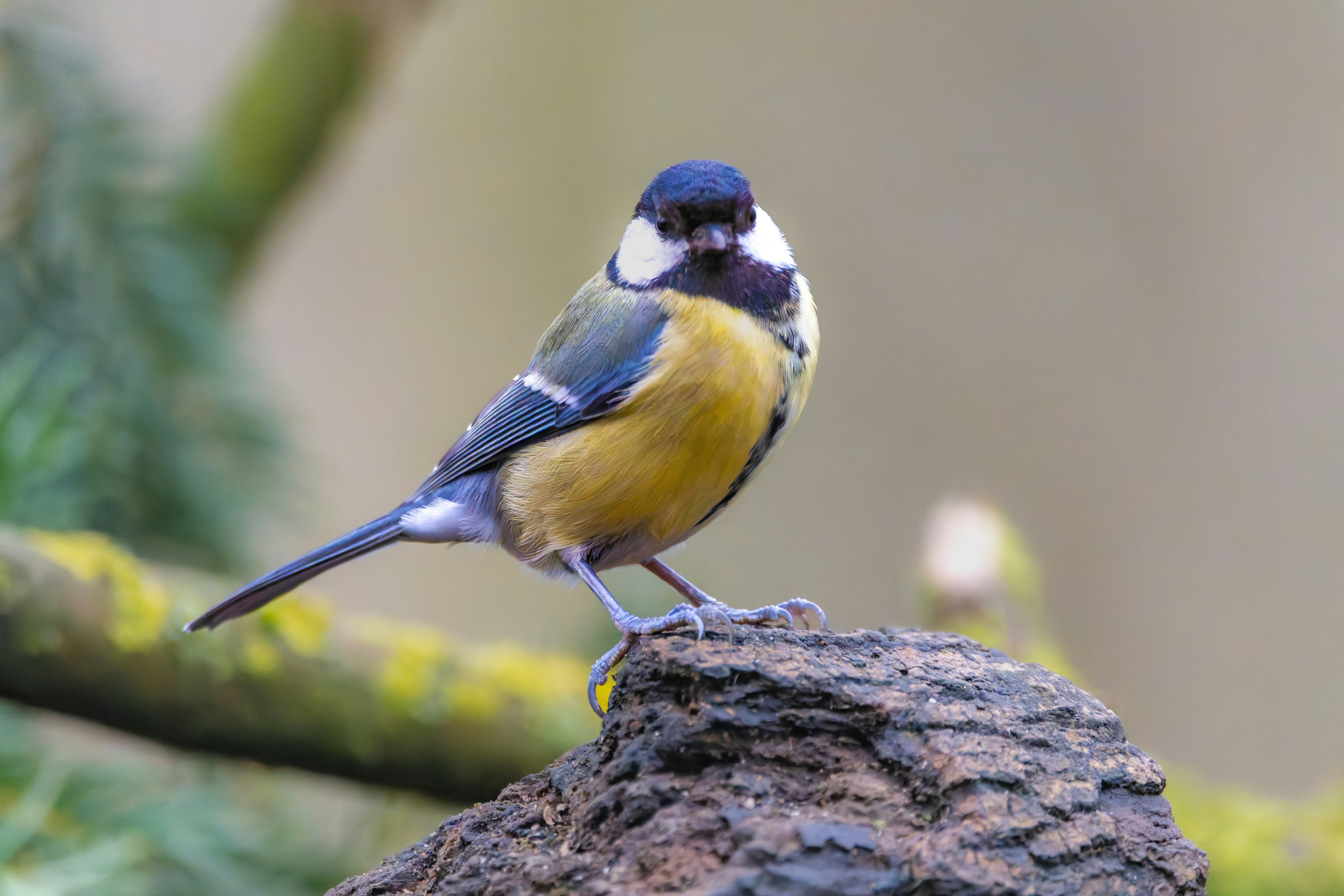 Photo by siegfriedpoepperl