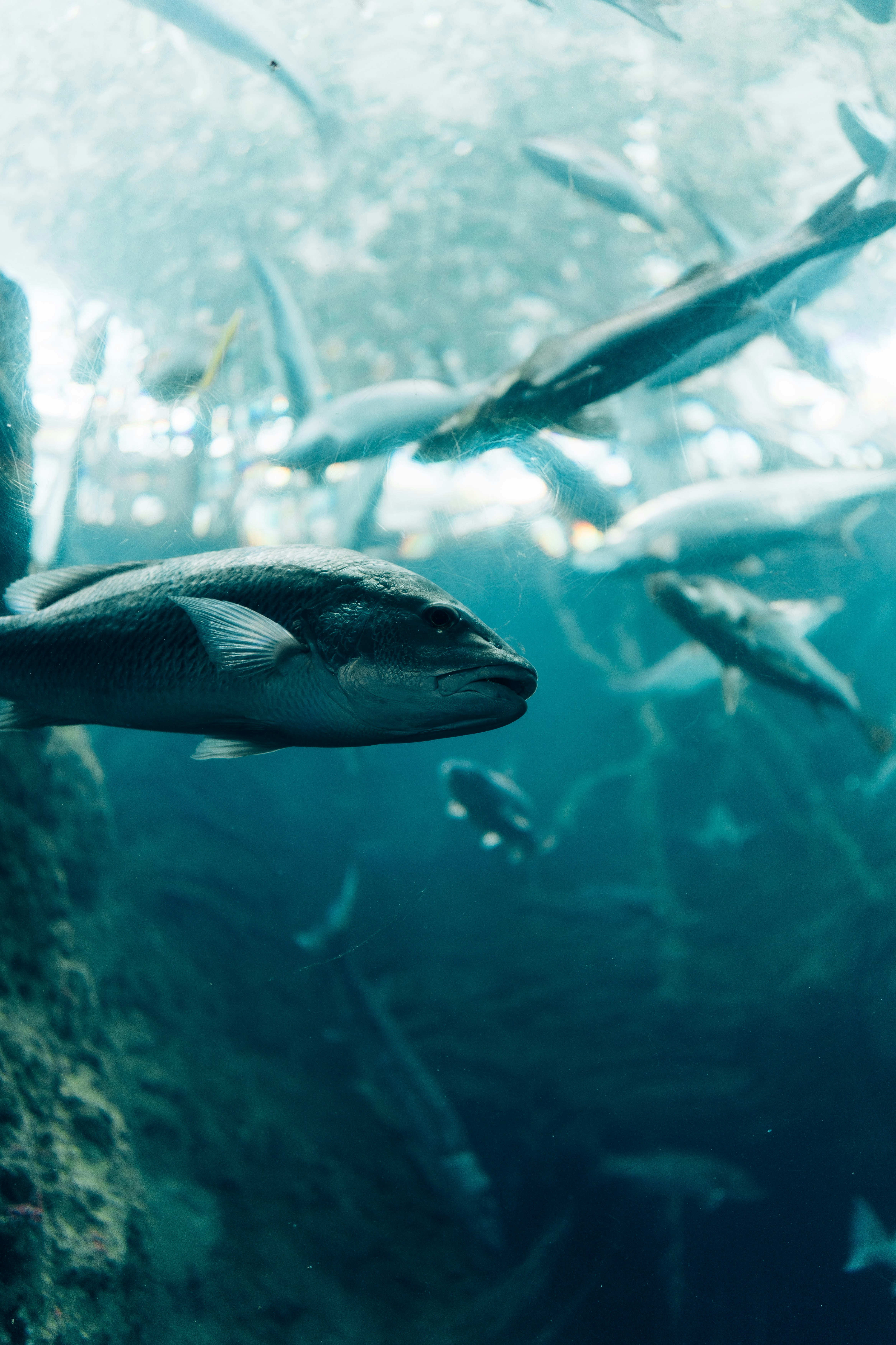 A large group of fish swimming in the ocean