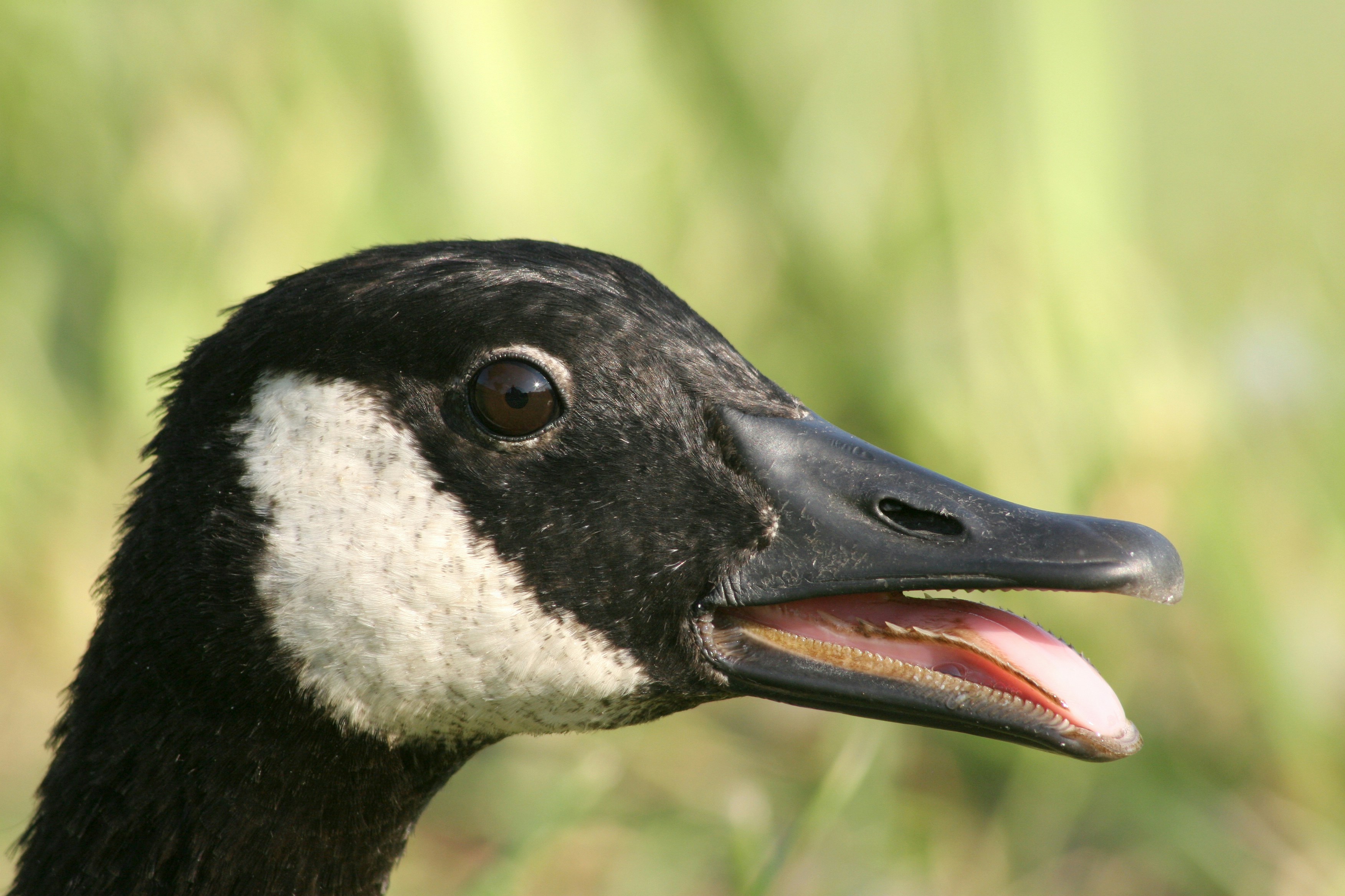 Photo by john_cardamone