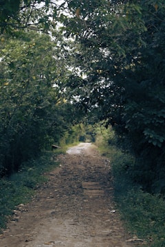 A dirt road surrounded by trees and bushes