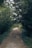 A dirt road surrounded by trees and bushes
