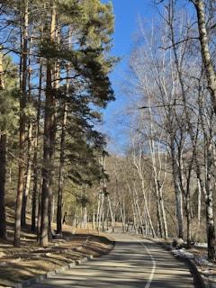 A road in the middle of a wooded area