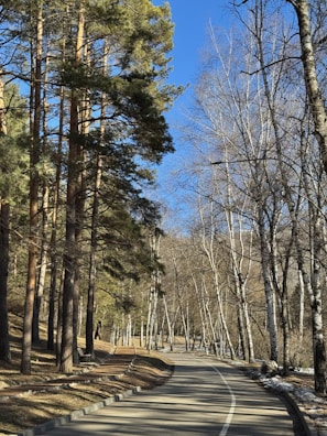 A road in the middle of a wooded area