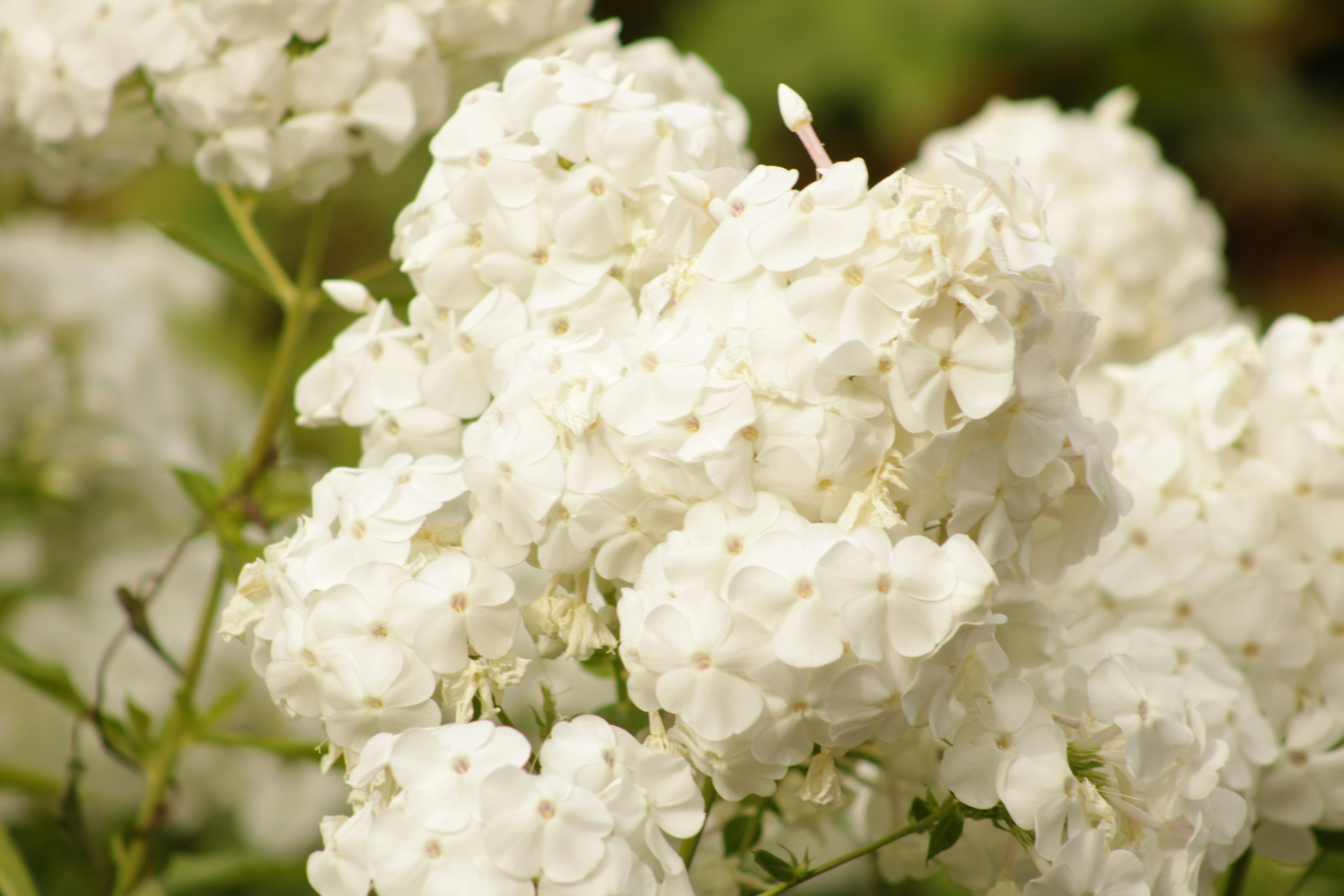 Photo by yenniferfilms