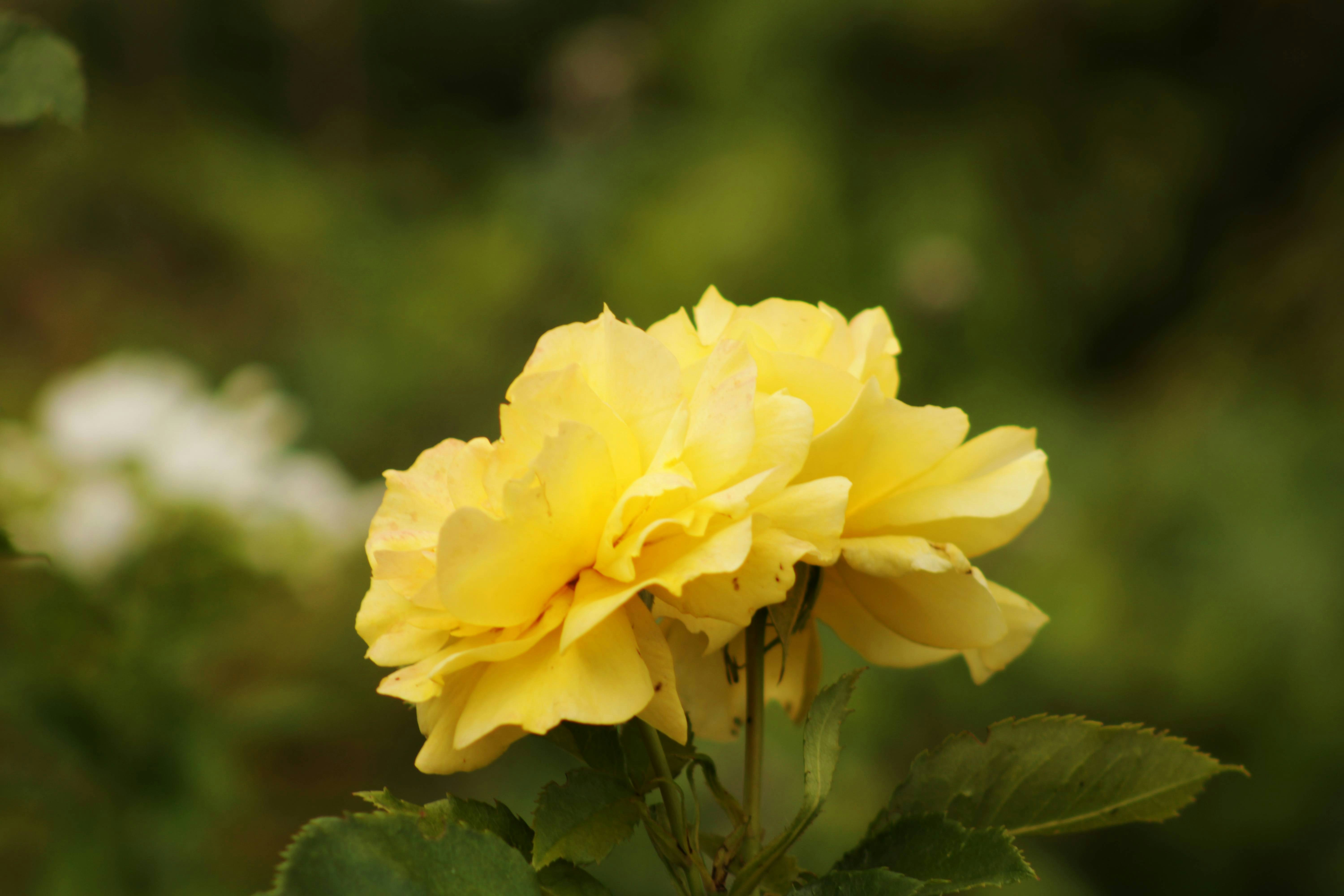 A yellow flower with green leaves in the background
