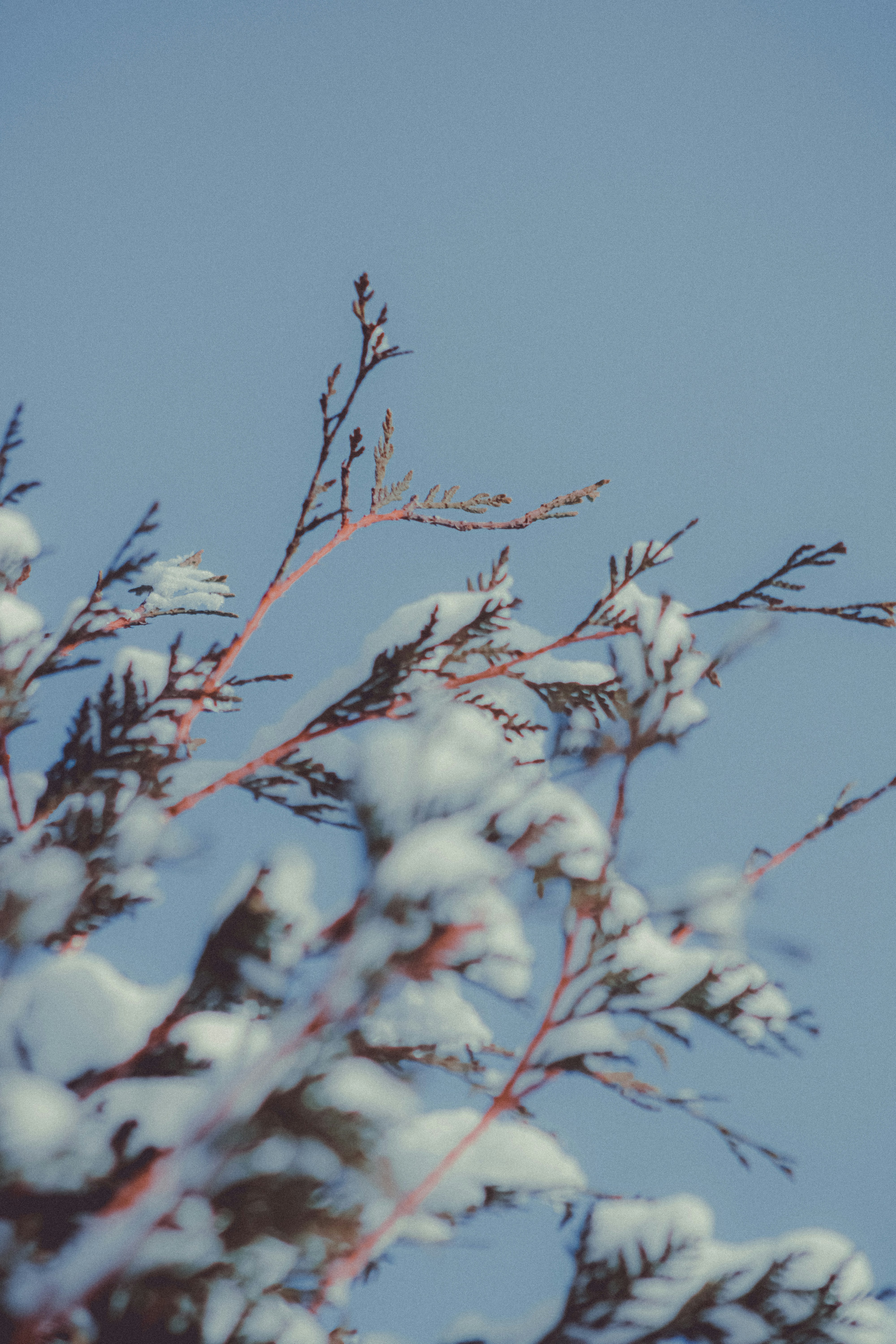 Photo by linusbelanger