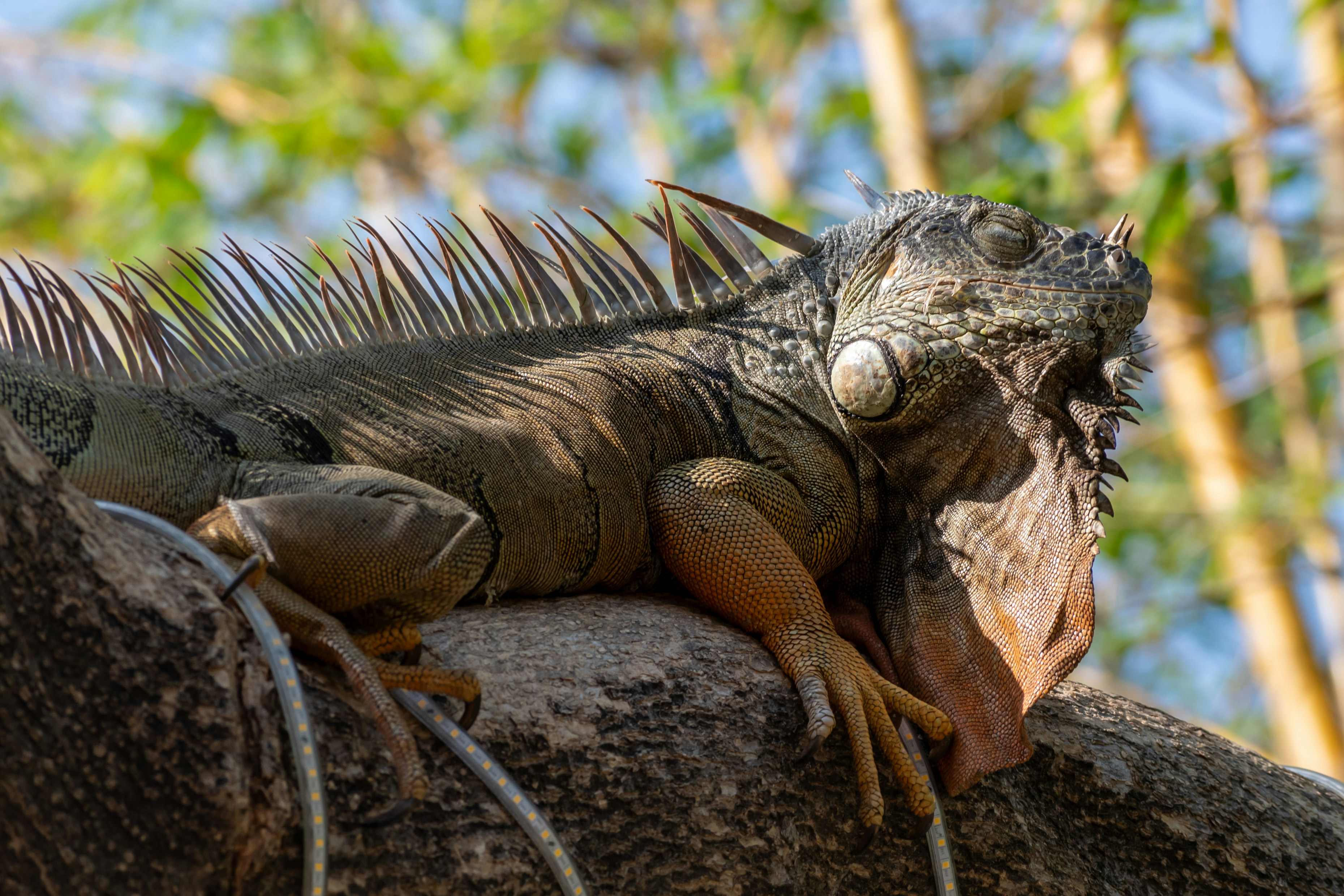 Un grand lézard assis au sommet d’une branche d’arbre
