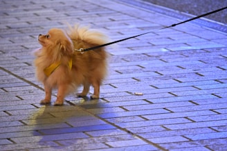 A small brown dog on a leash on a sidewalk
