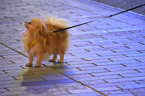 A small brown dog on a leash on a sidewalk