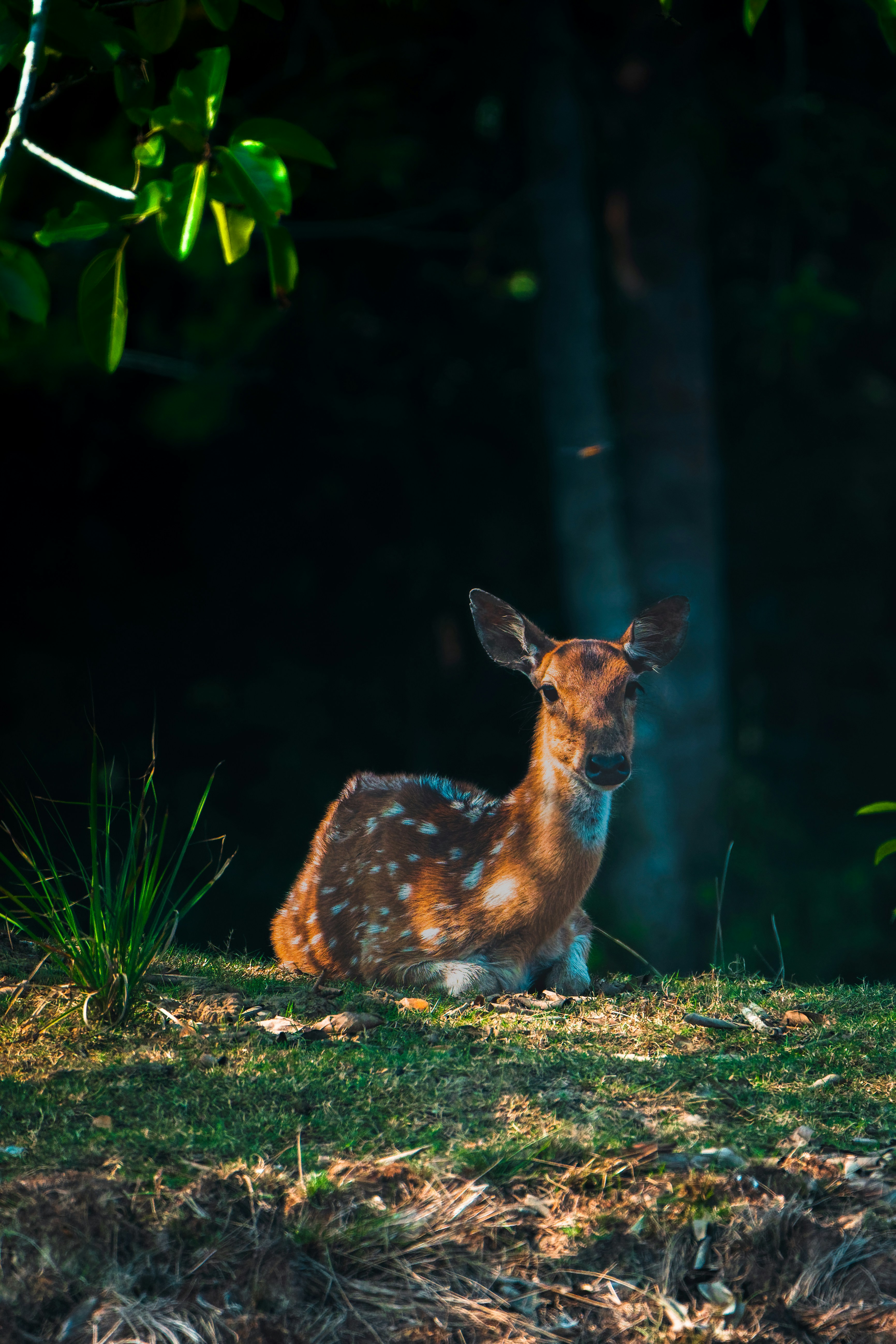 Un ciervo tumbado en la hierba cerca de unos árboles